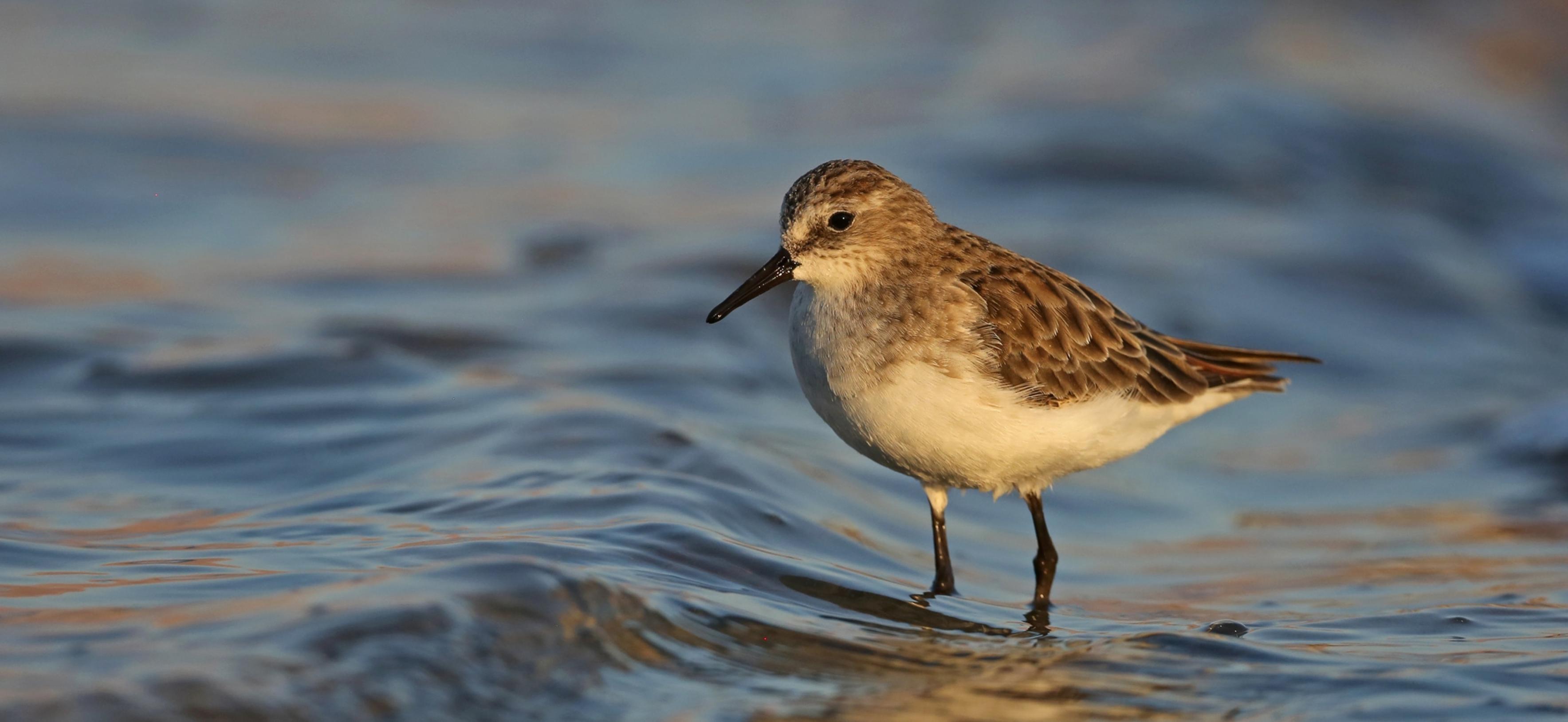 Ein Zwergstrandläufer steht im flachen Wasser