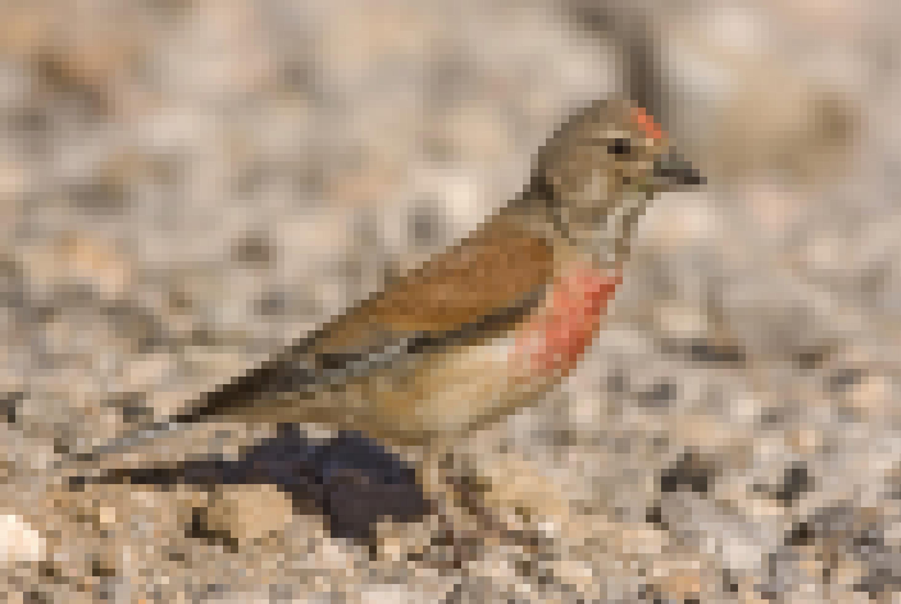 Ein Bluthänfling-Männchen sitzt auf Steinboden