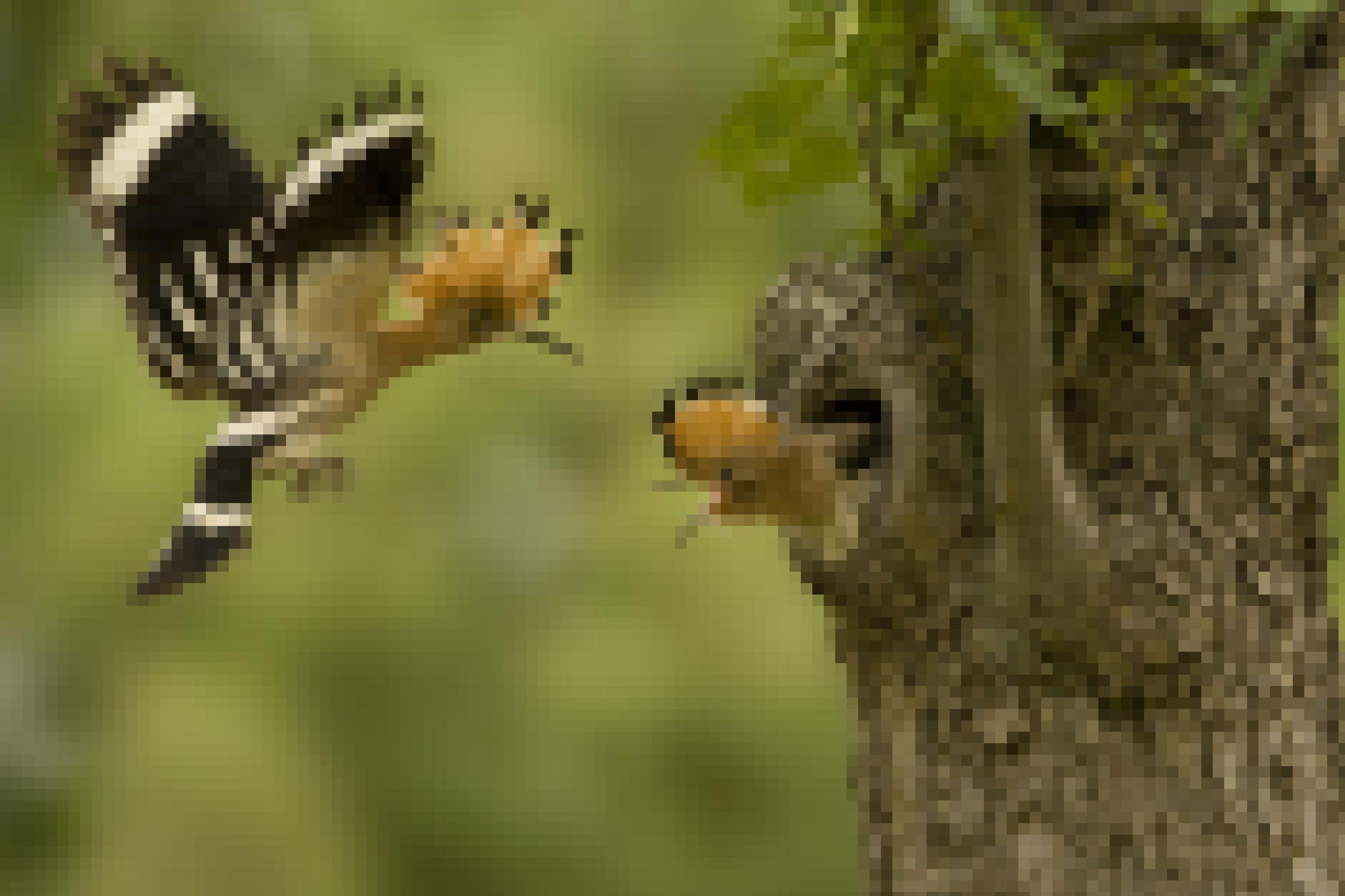 Ein Wiedehopf-Altvogel im Anflug auf die Bruthöhle in einem Apfelbaum, aus der bereits der fast flügge Jungvogel den Kopf herausstreckt.