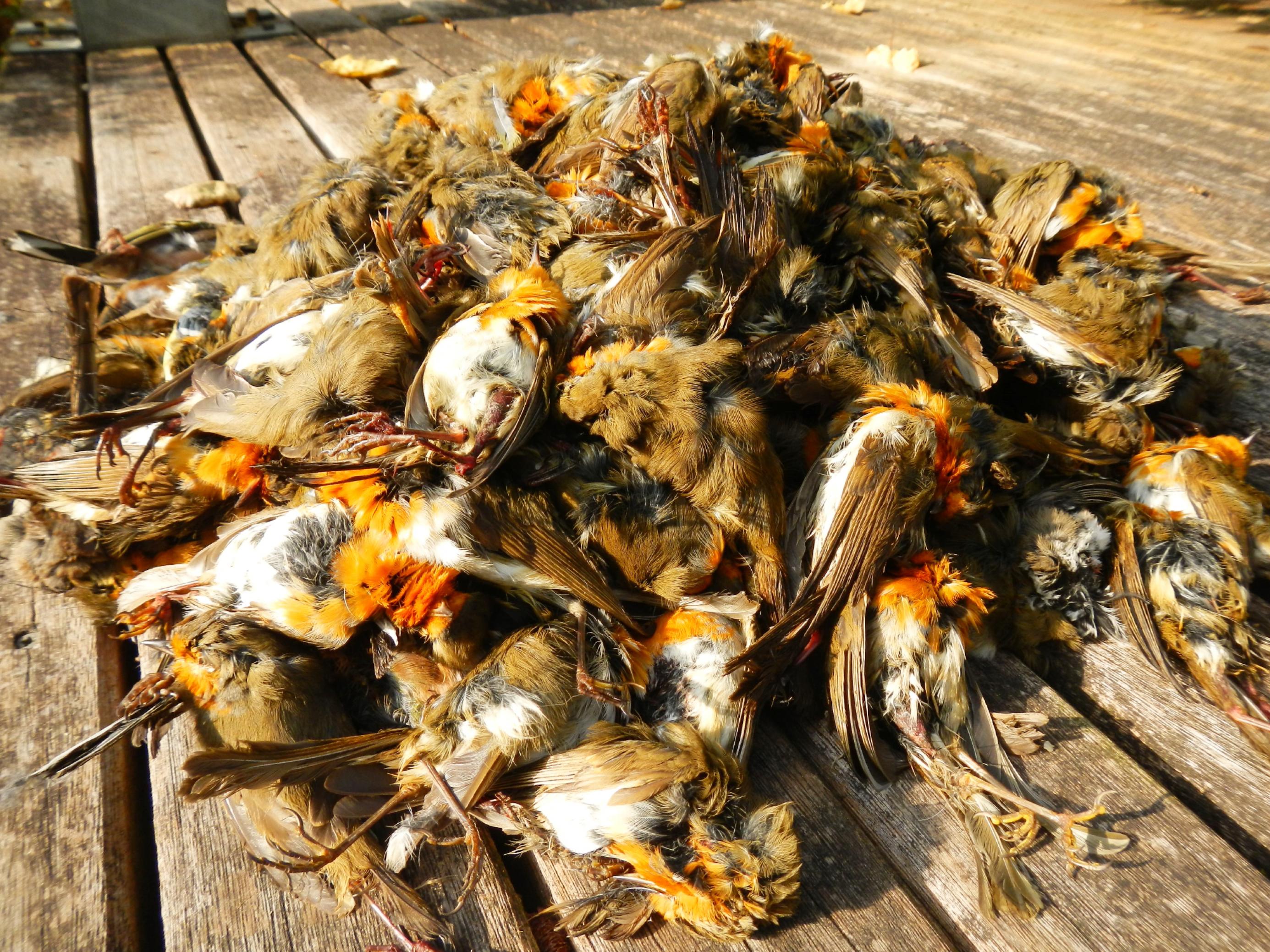 Ein Bündel aus Dutzenden toter Rotkehlchen, das bei Vogeljägern beschlagnahmt wurde.