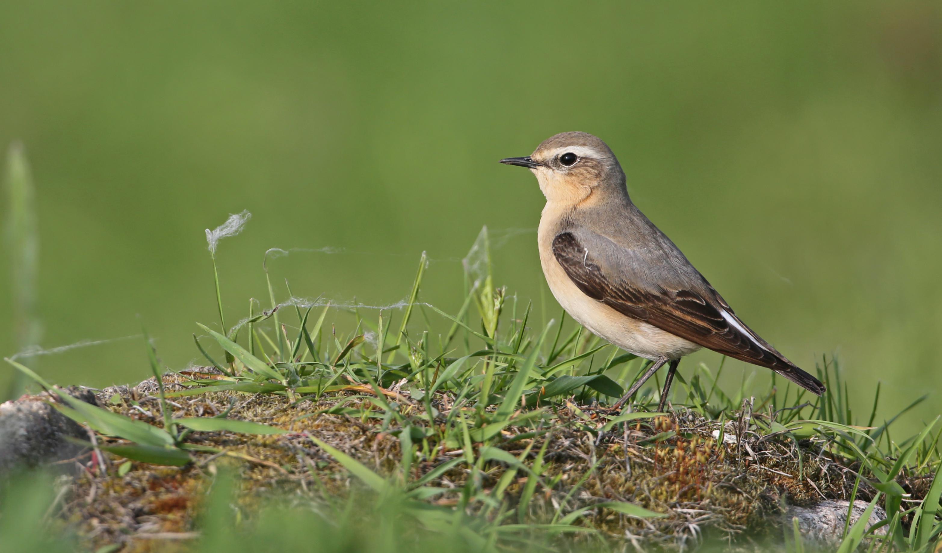 Ein Steinschmätzer sitzt auf dem Boden und jagt nach Insekten