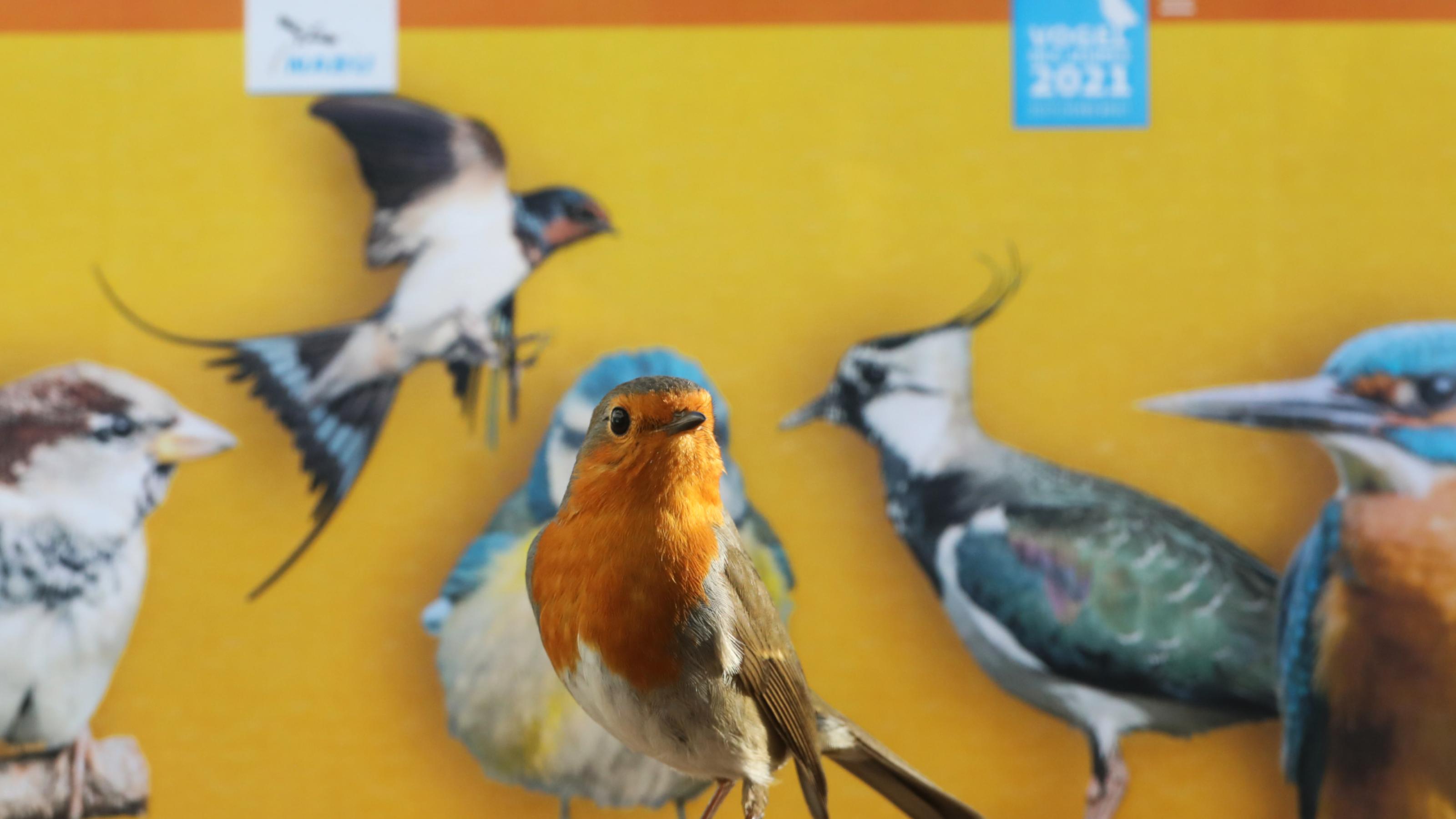 Ein Rotkehlchen vor einem Plakat mit anderen Vögeln