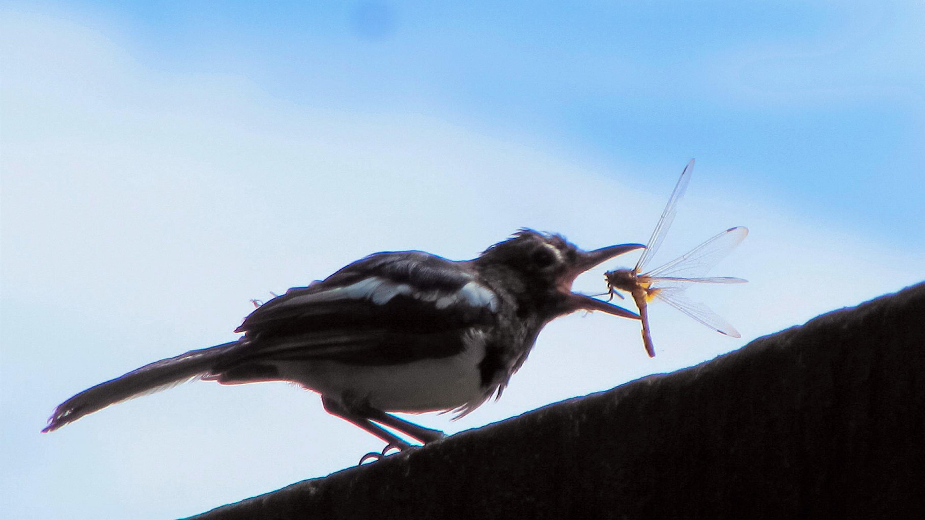 Ein Vogel schnappt nach einer Libelle.