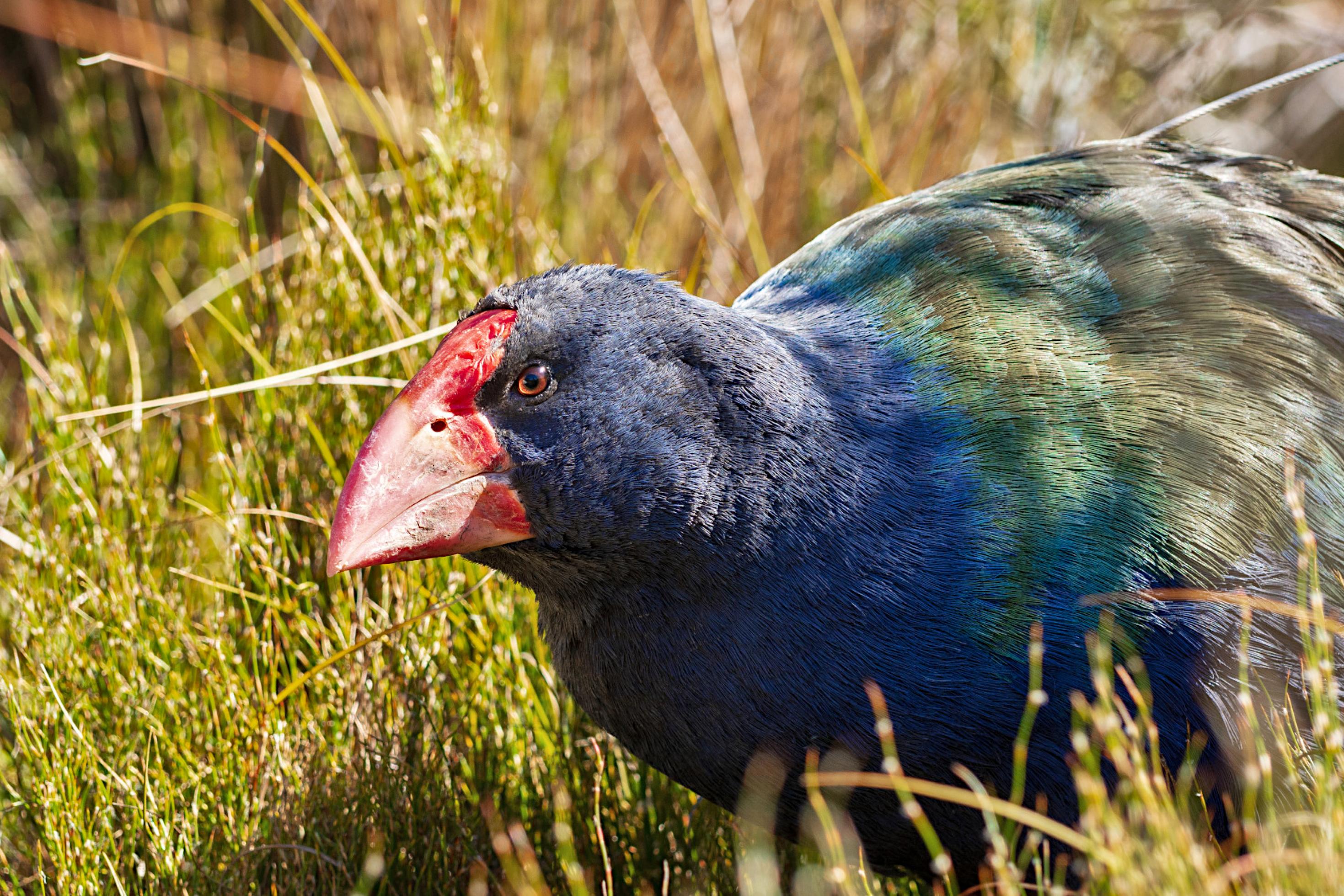 Ein blau-grüner Vogel mit rotem Schnabel läuft leicht geduckt durch hohes Gras.