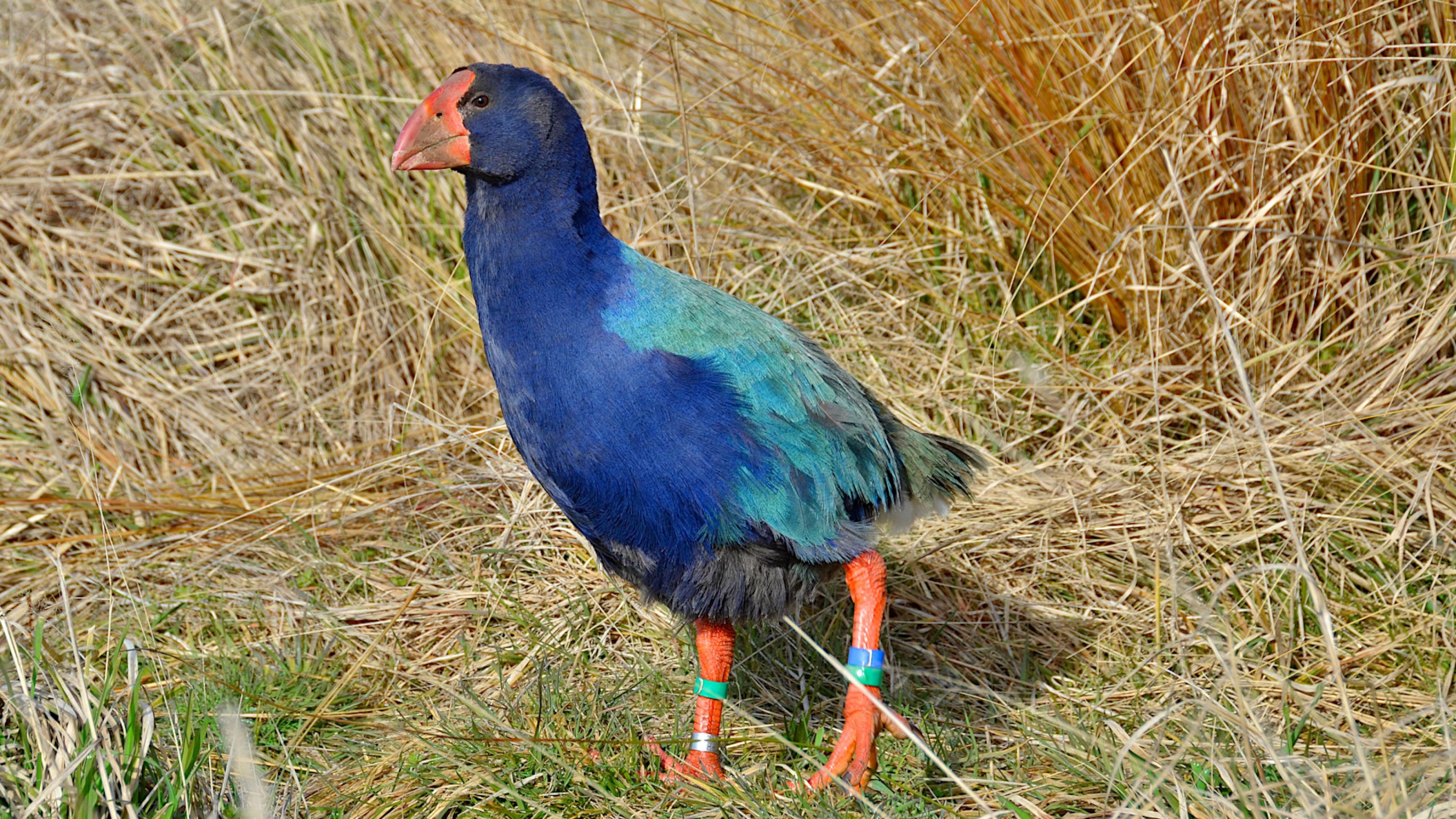 Ein blau-grüner Vogel mit rotem Schnabel und kräftigen roten Beinen steht in hohem Gras.