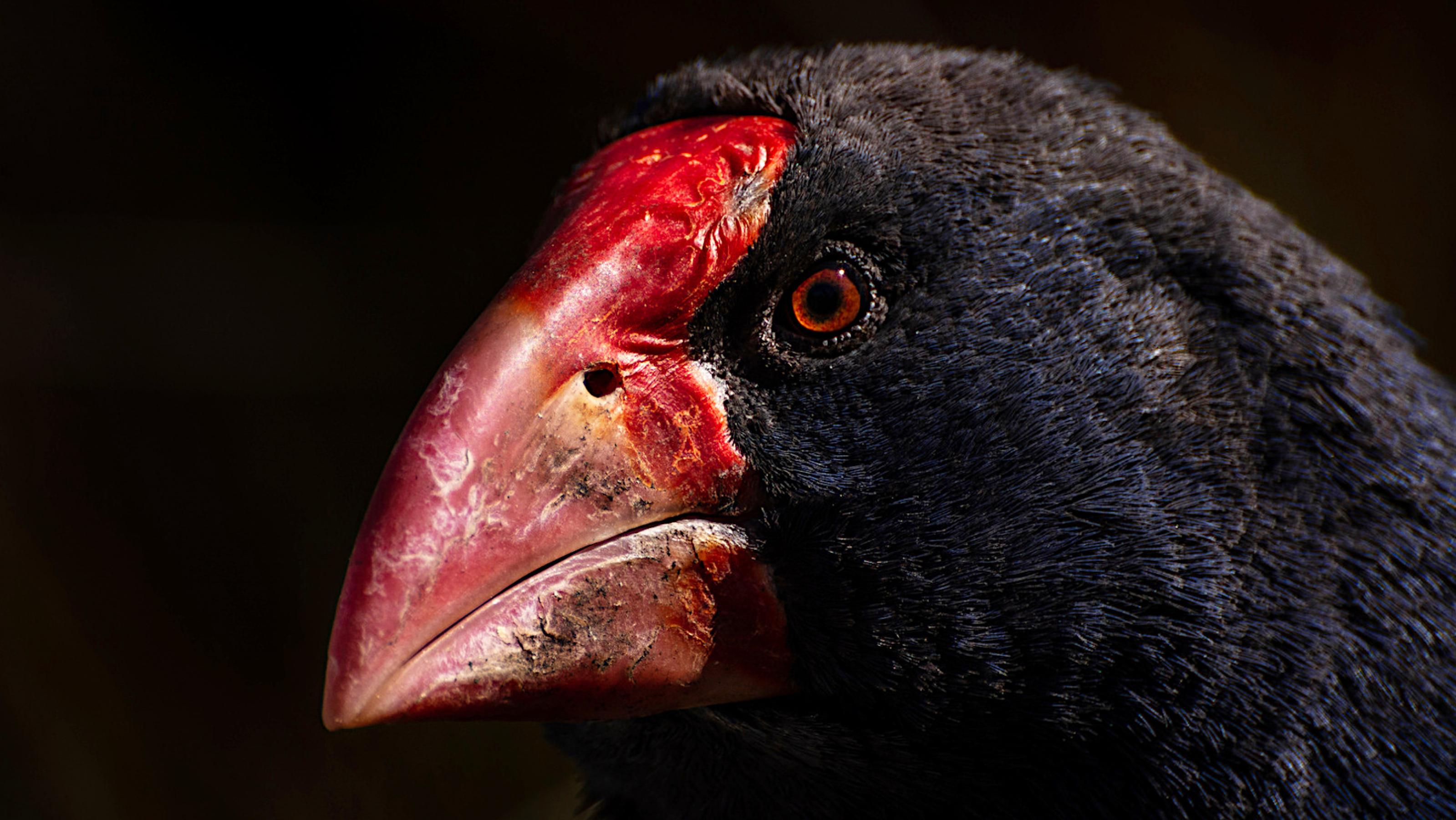 Dunkler Vogelkopf, der große rote Schnabel leuchtet hell vor dunklem Hintergrund.