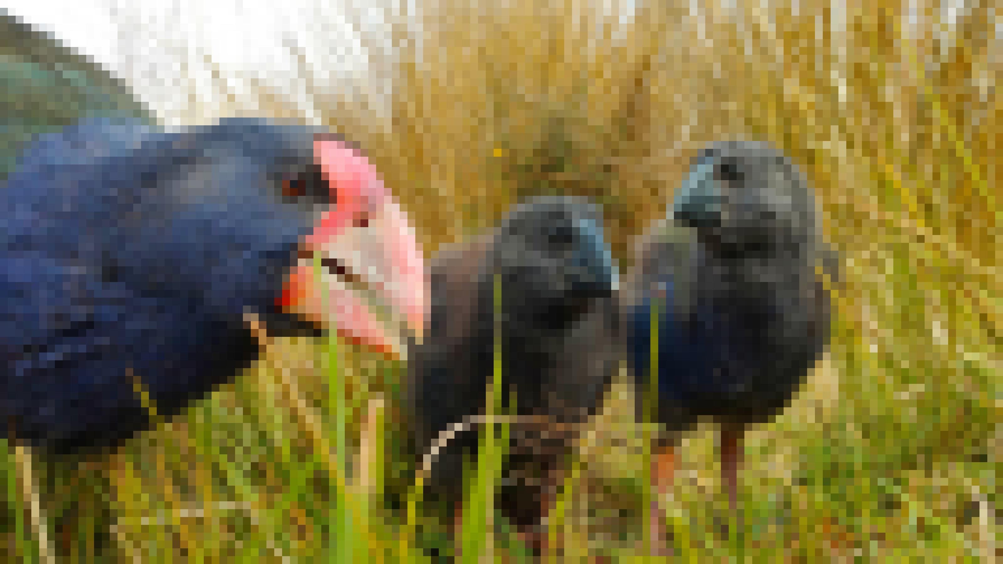 Ein Takahē-Altvogel und zwei Junge mit dunklen Dunen stehen im hohen Gras. Die Jungen haben schwarze Schnäbel.