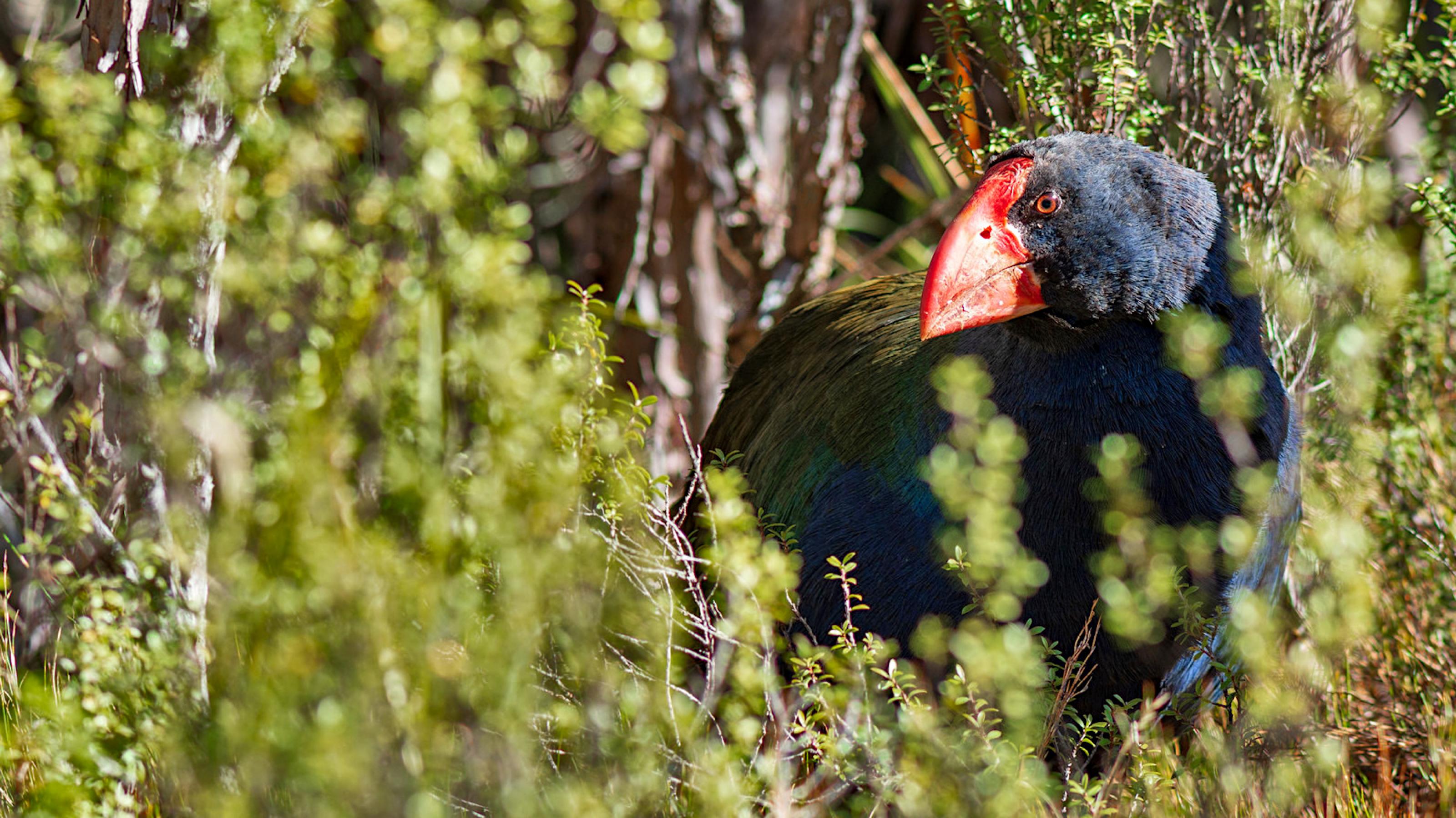 Ein blau-grüner Vogel mit rotem Schnabel ragt zwischen verholzten Kräutern hervor.