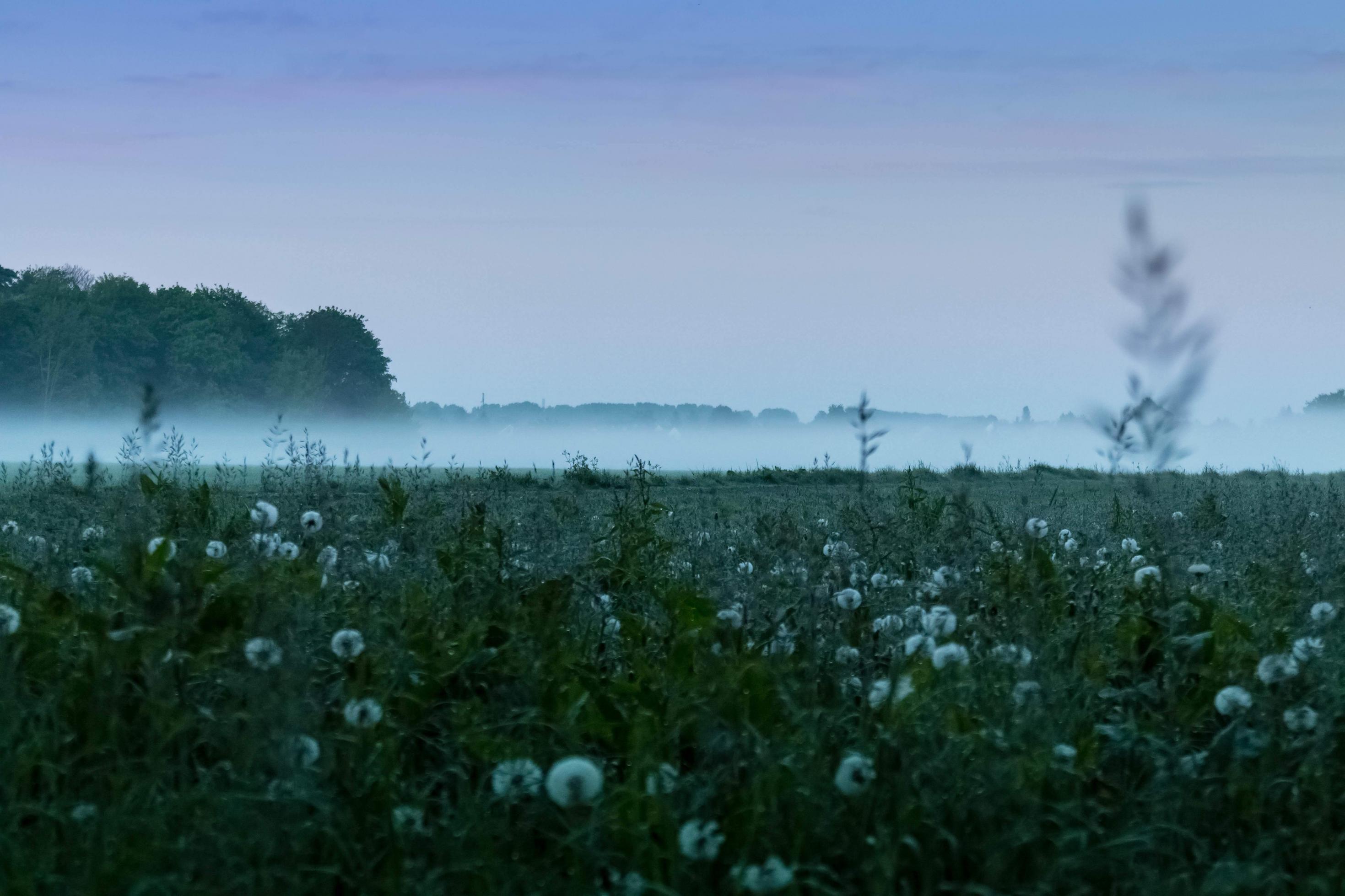 Aufnahme eines deutschen Feuchtgebietes bei Dämmerung im Nebel.