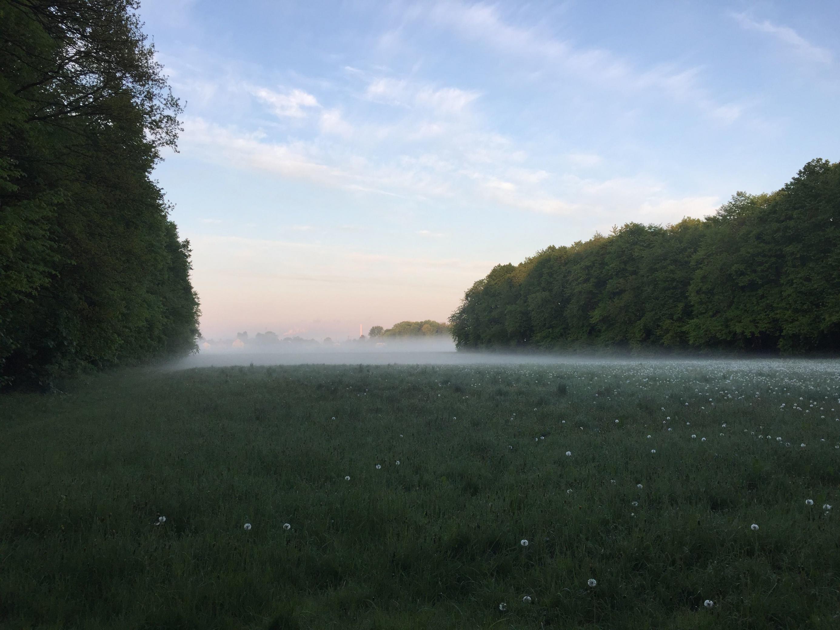 Eine Waldlichtung bei Dämmerung im Nebel.