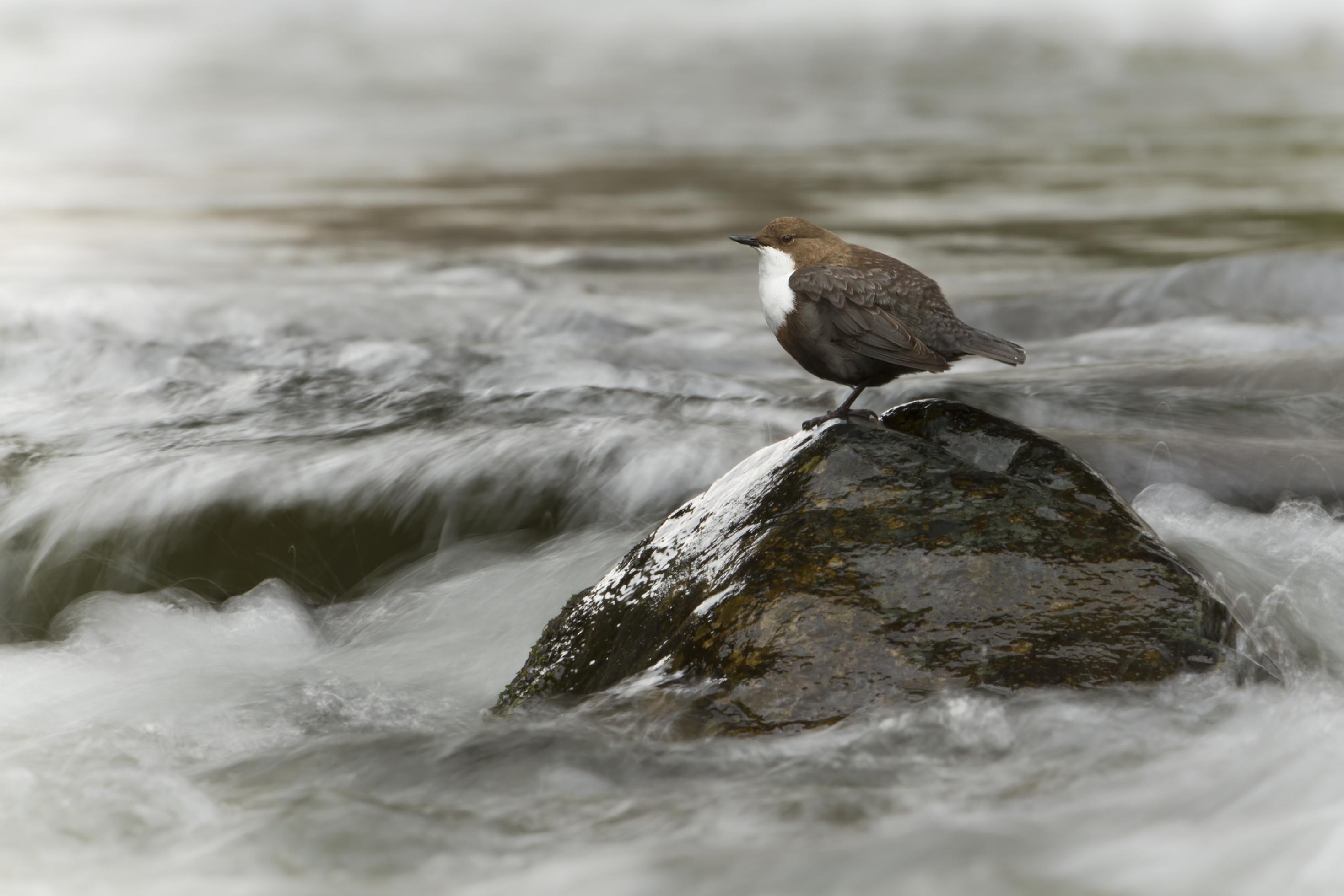 Die Wasseramsel ist so groß wie eine gewöhnliche Amsel, zeichnet sich aber durch ihre auffällige weiße Brust aus.