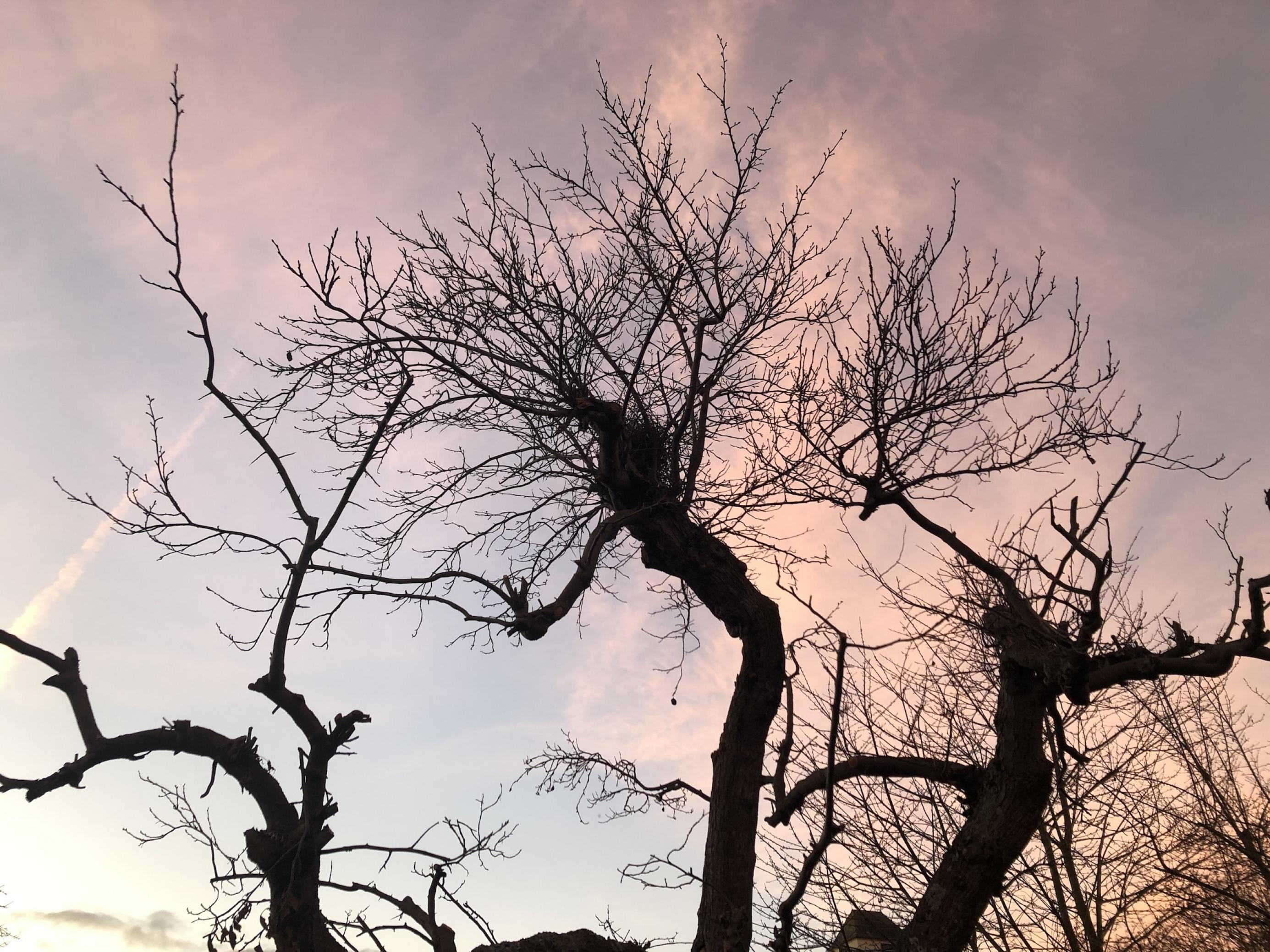 Das Bild zeigt drei laubfreie Bäume, die sehr chaotisch in den Himmel wachsen und dabei eine leicht gespenstische Anmutung haben.