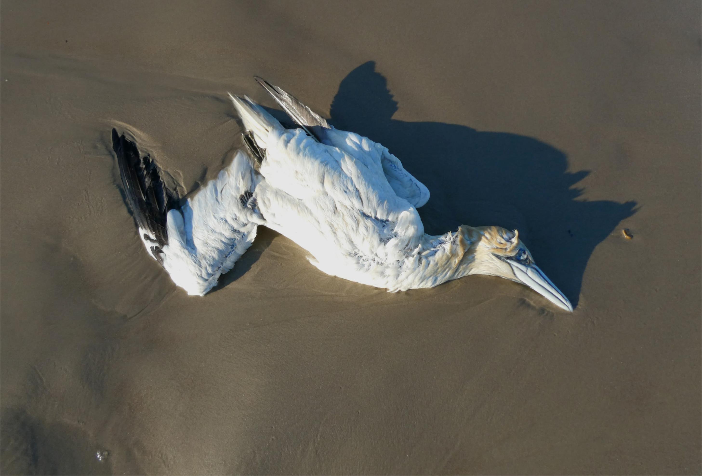 Ein toter Basstölpel am Strand