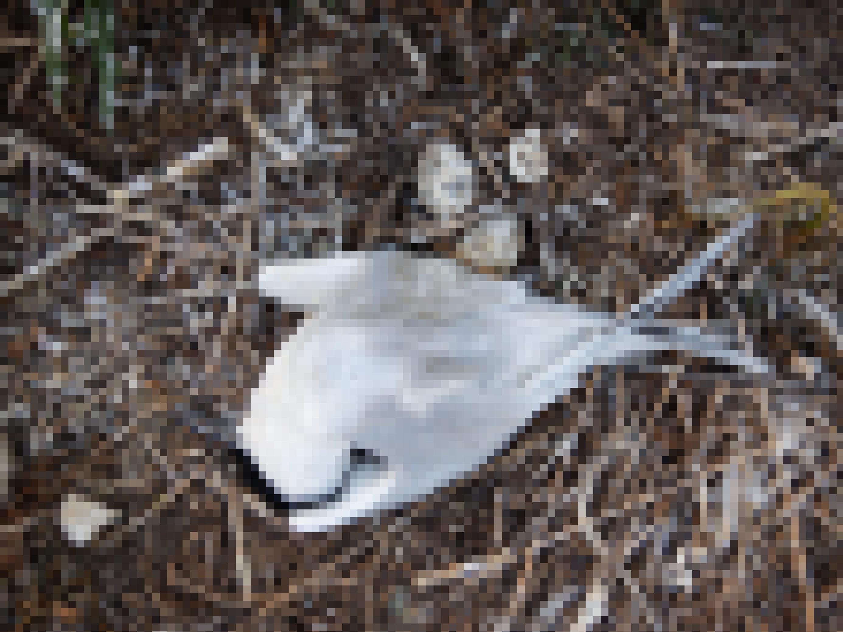 Eine Seeschwalbe liegt tot neben ihrem Gelege in ihrem Nest.