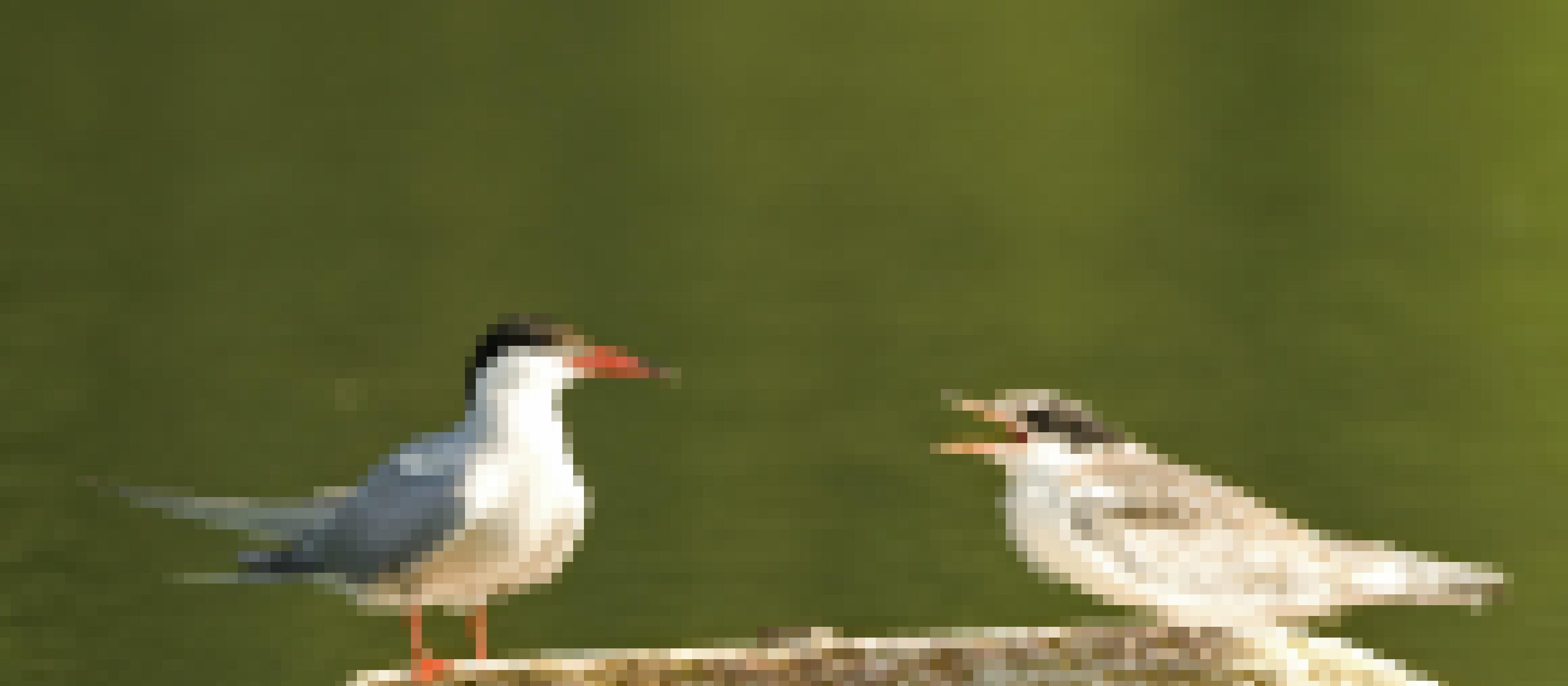 Eine adulte Flussseeschwalbe neben einem Jungvogel auf einem Stein sitzend