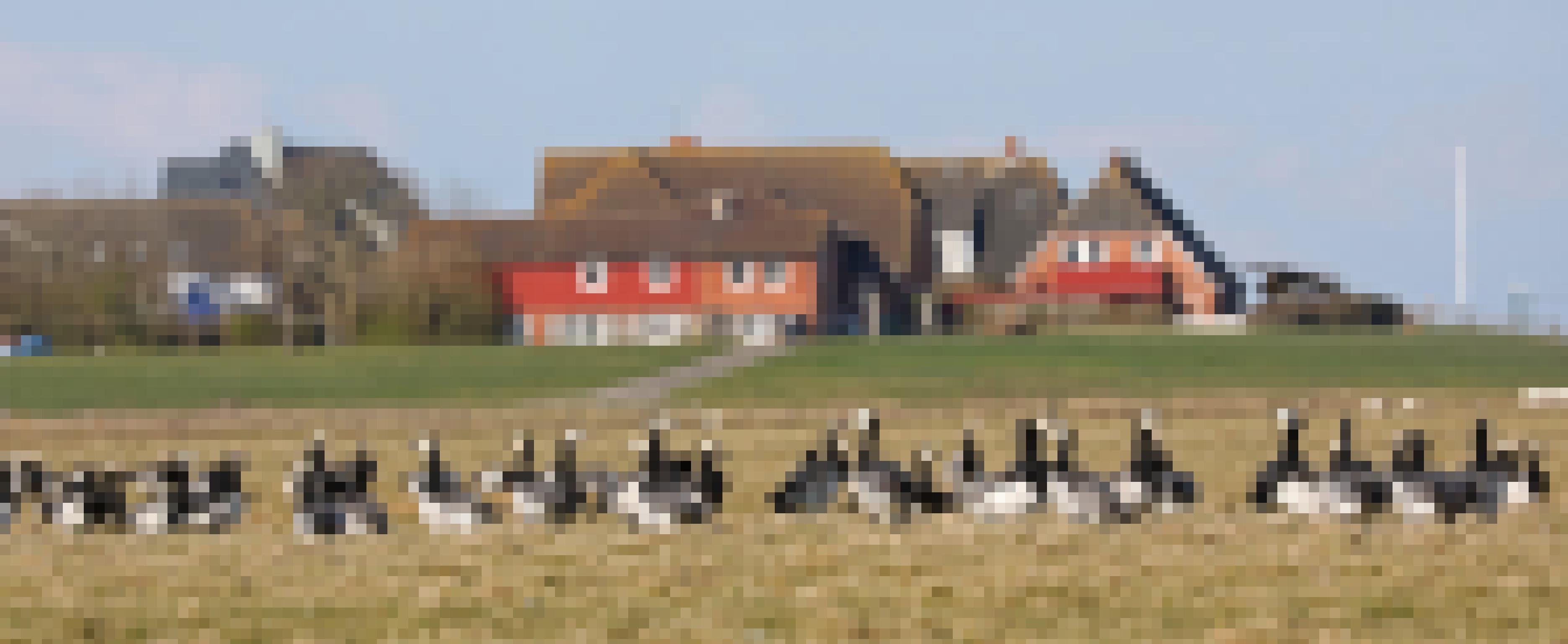 Eine Gruppe Weißwangengänse vor dem Hintergrund der Häuser auf der Hallig Hooge