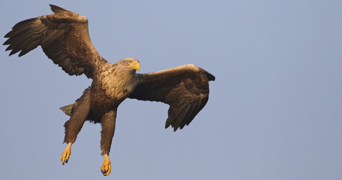 Reste von Blei-Jagdmunition gefährden Europas Greifvögel
