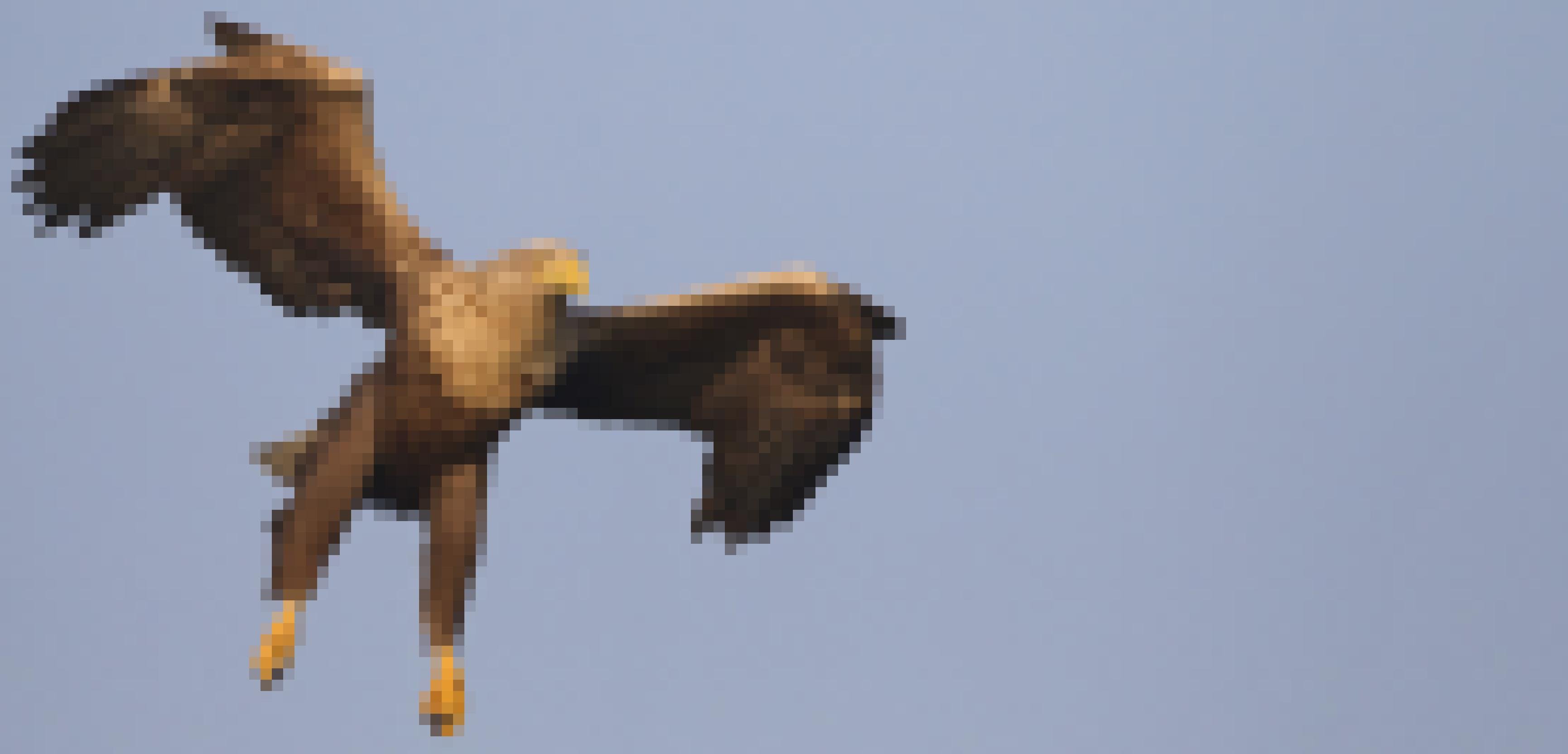 Ein Seeadler im Anflug auf den Fotografen