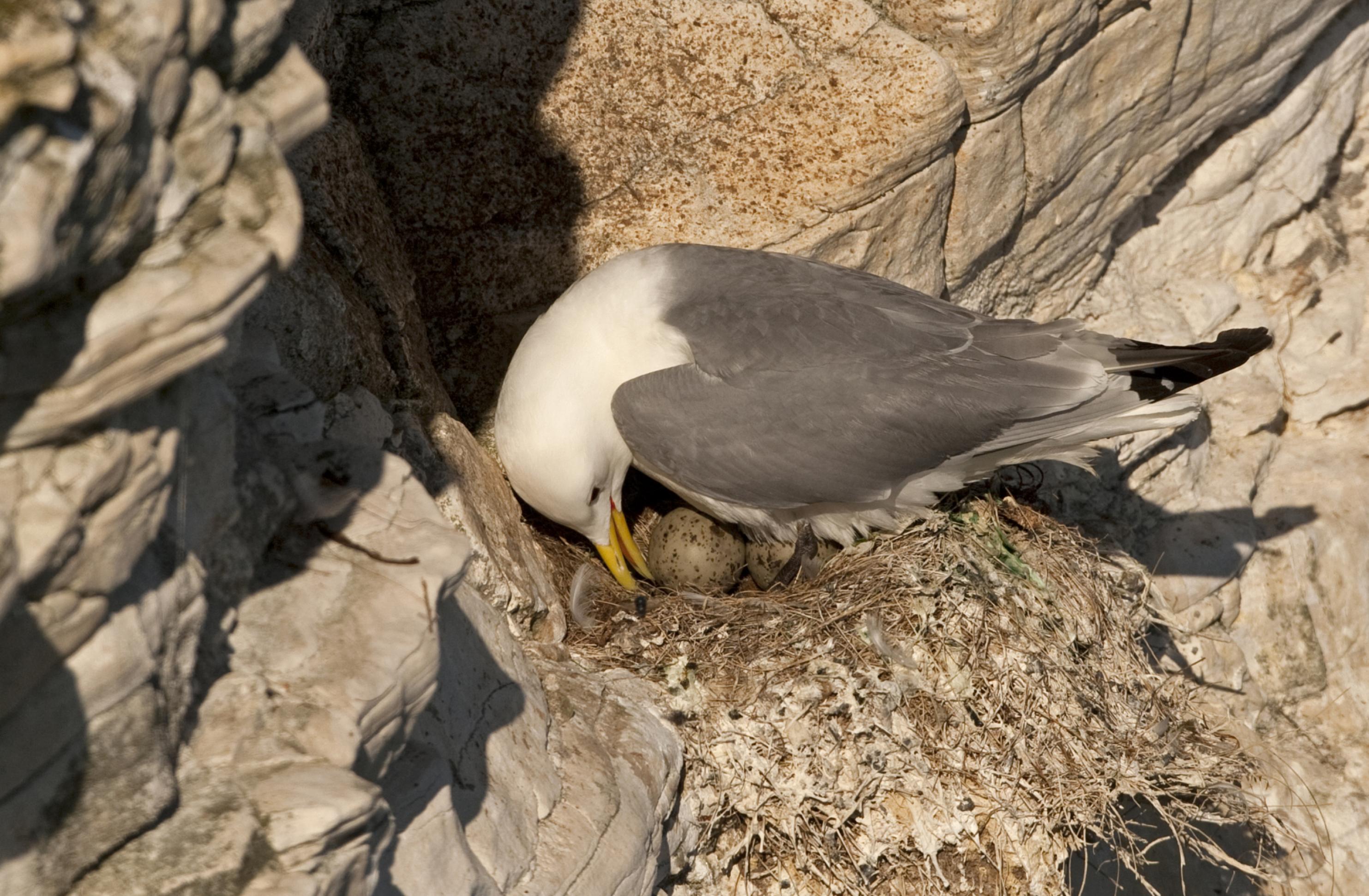 Eine Dreizehenmöwe wendet in ihrem Nest in den Klippen ein Ei ihres Geleges.