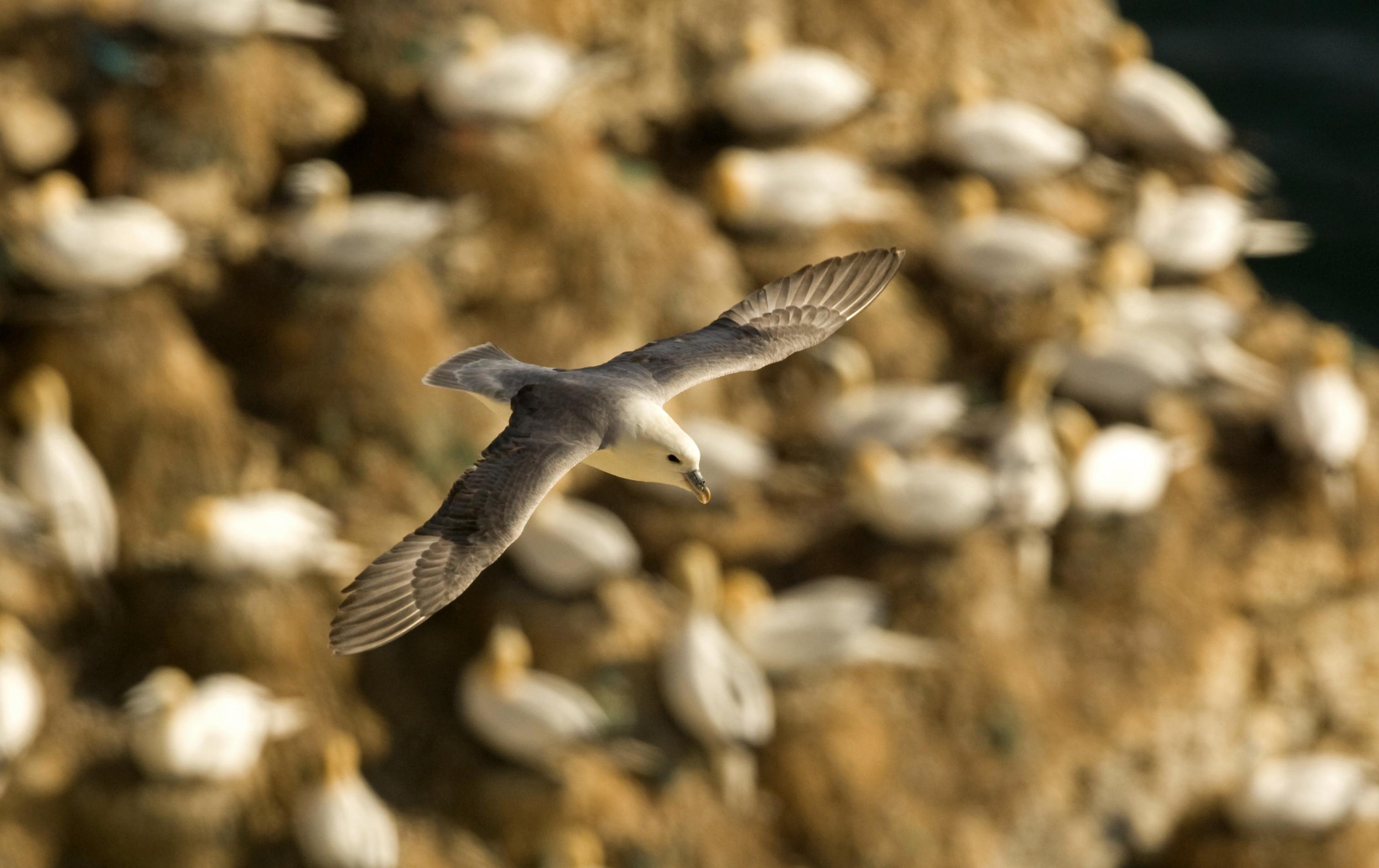 Ein EIssturmvogel, der über eine Basstölpel-Kolonie fliegt
