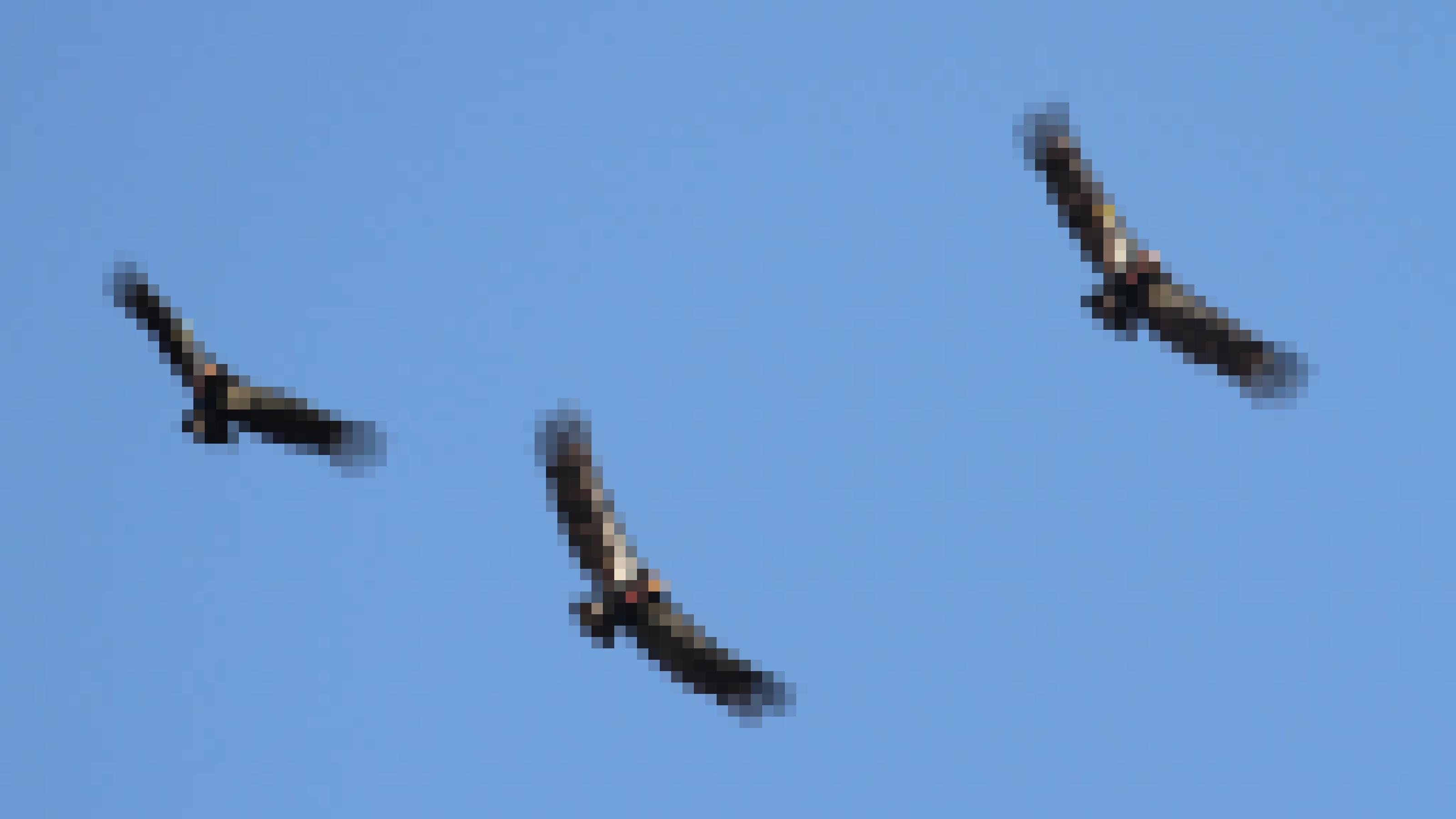Drei große Vögel vor blauem Himmel. Ihre kahlen Köpfe sind rot. Ihre schwarzen Flügel haben breite weiße Streifen.