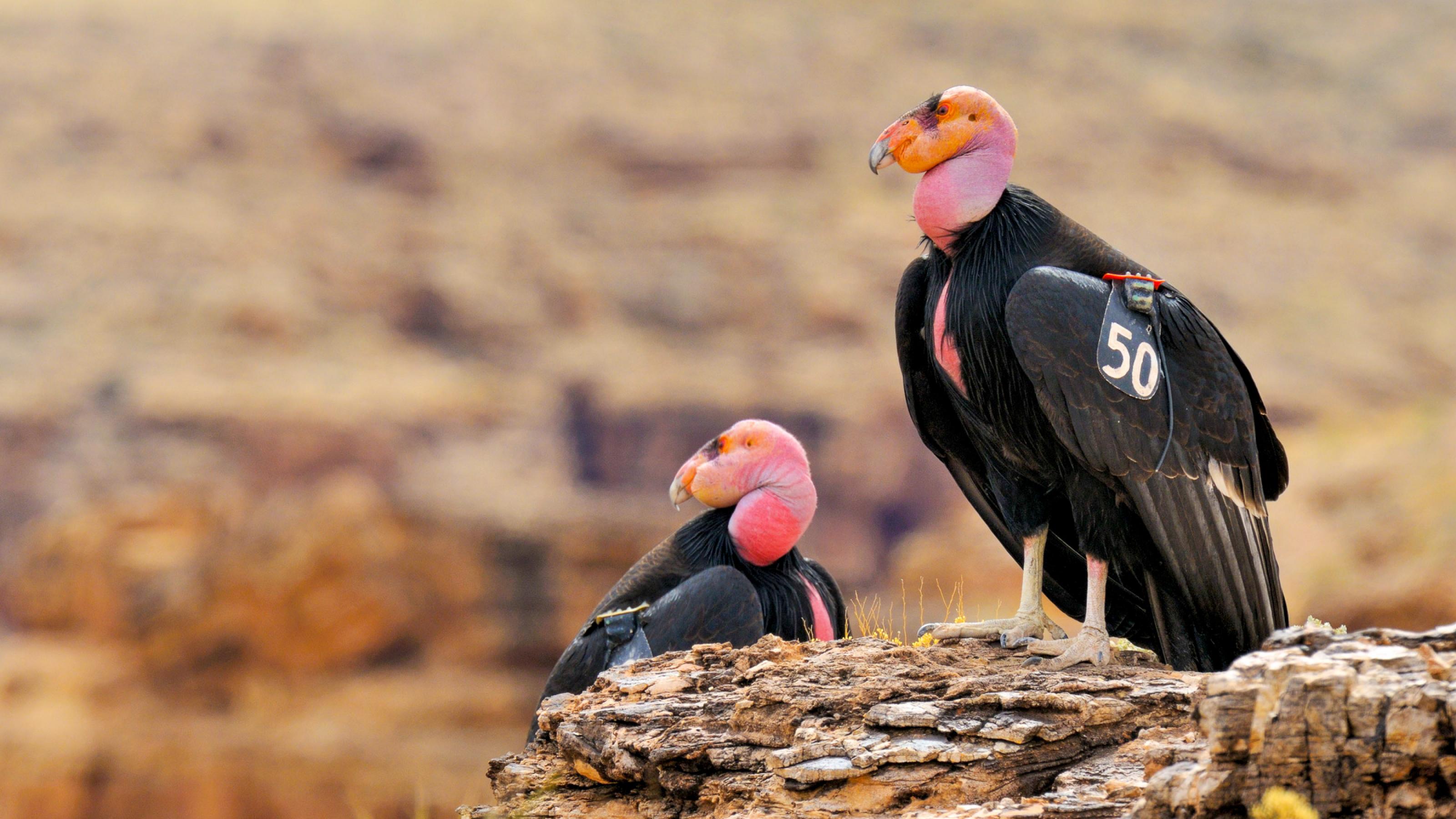 Zwei Vögel sitzen auf einem Felsen. Ihre roten Köpfe sind kahl, das Gefieder schwarz. An einem Flügel ist ein Schild mit der Zahl 50 zu sehen.