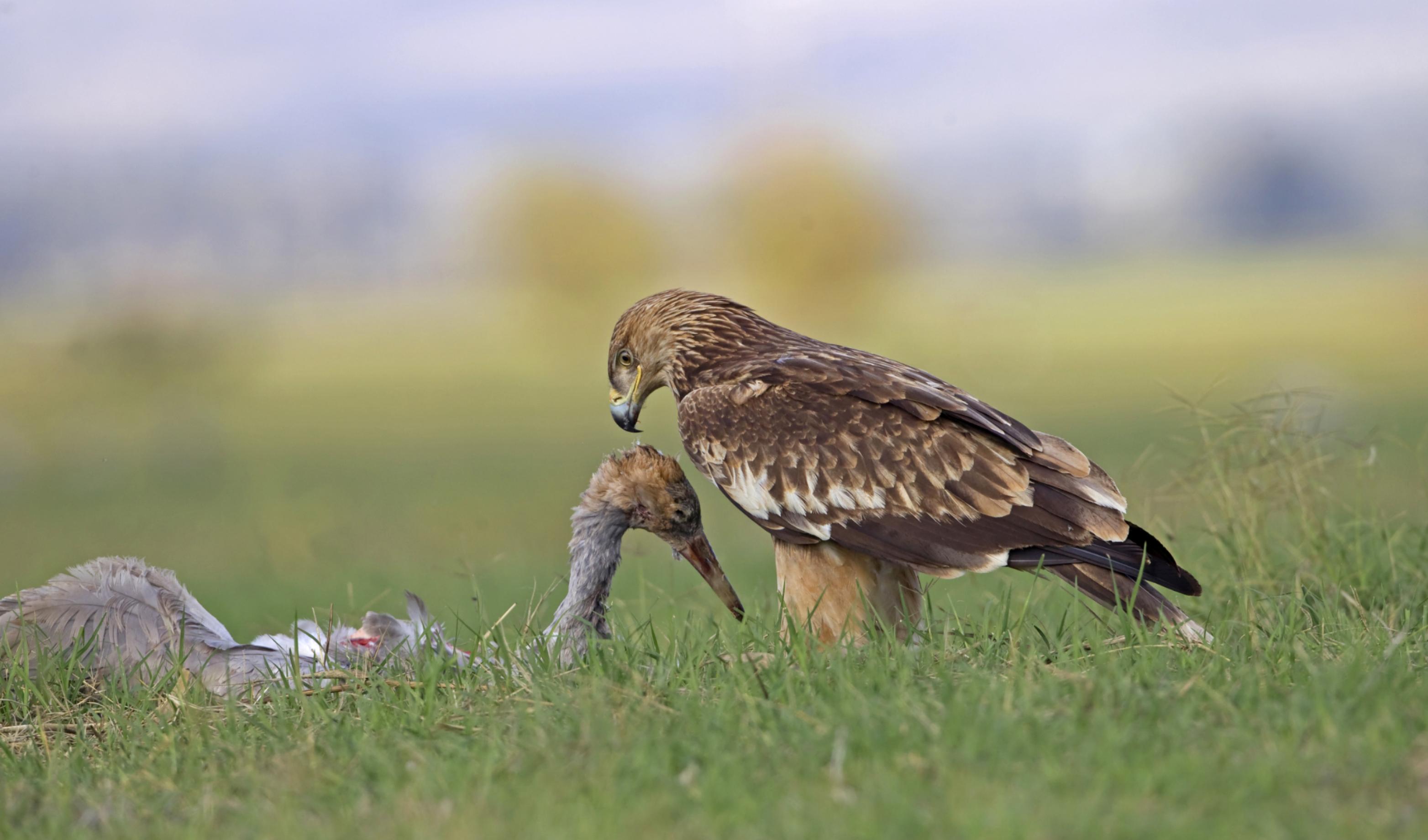 Ein immaturer Kaiseradler hebt den Kopf eines toten Jungkranichs.