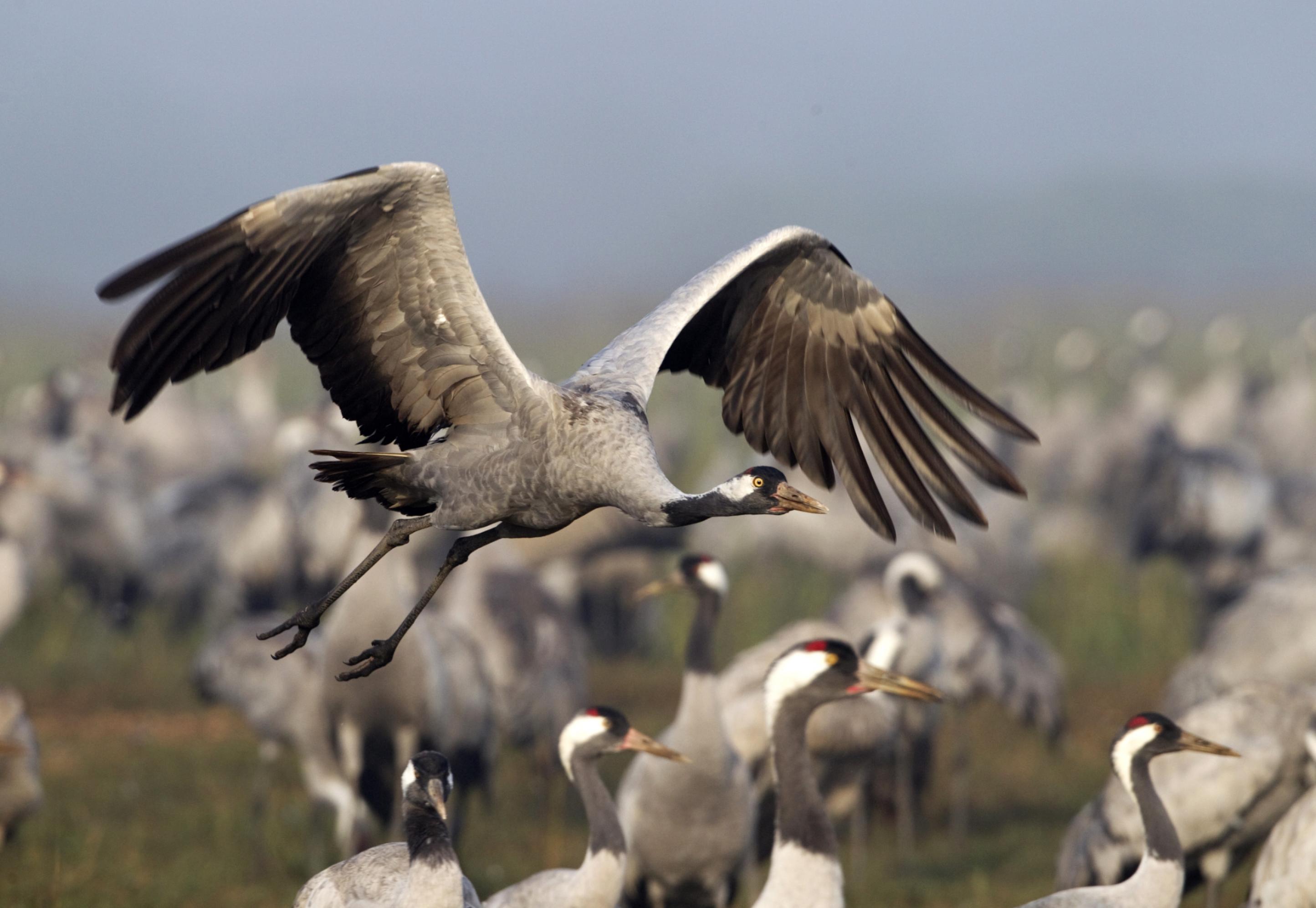 Ein Kranich fliegt niedrig in Richtung des Betrachters über eine Wiese mit anderen Kranichen.