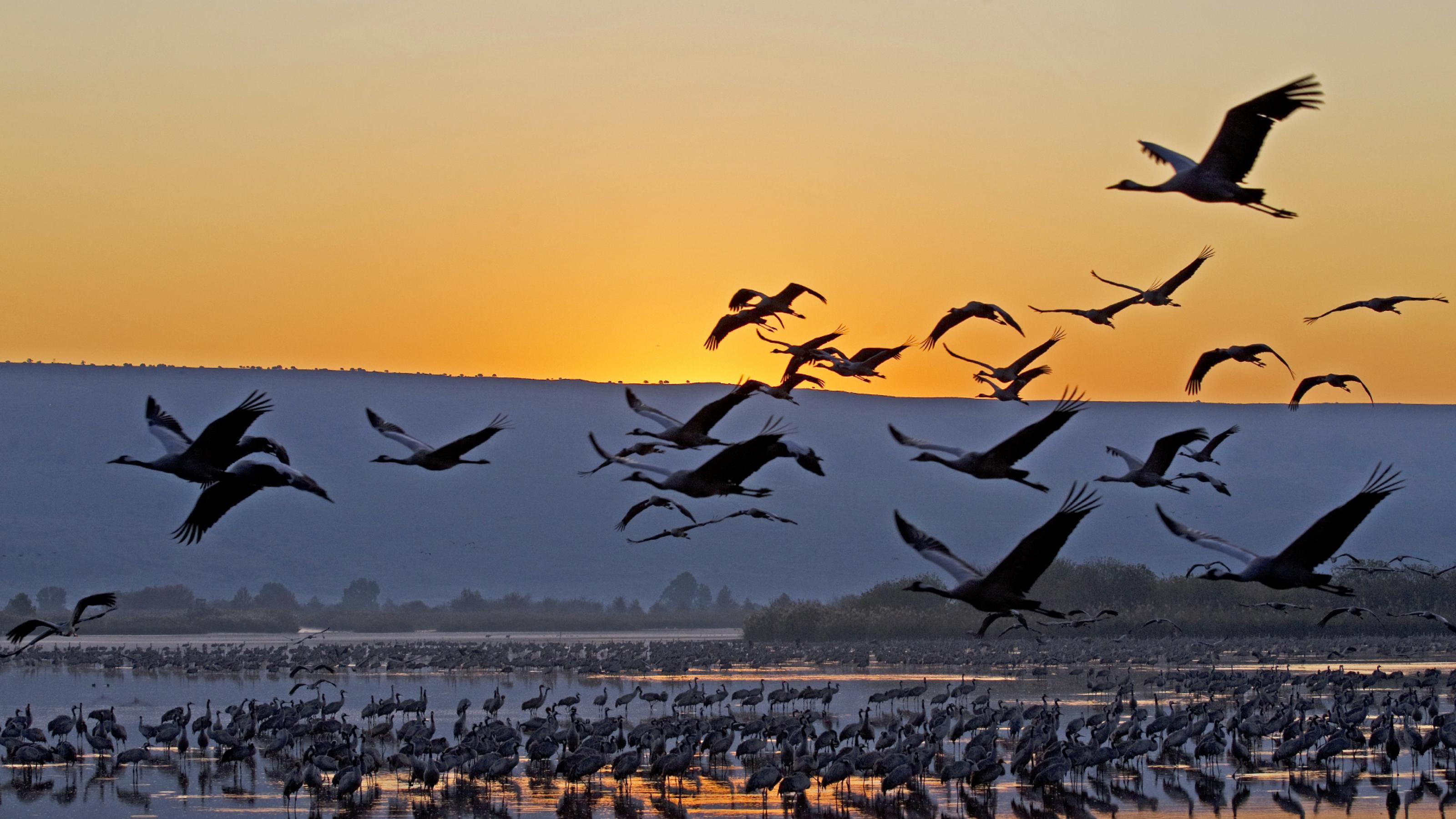 Eine Gruppe Kraniche fliegt vor dem Hintergrund der aufgehenden Sonne am Morgen von ihrem Rastplatz  in einem Flachwassersee ab.