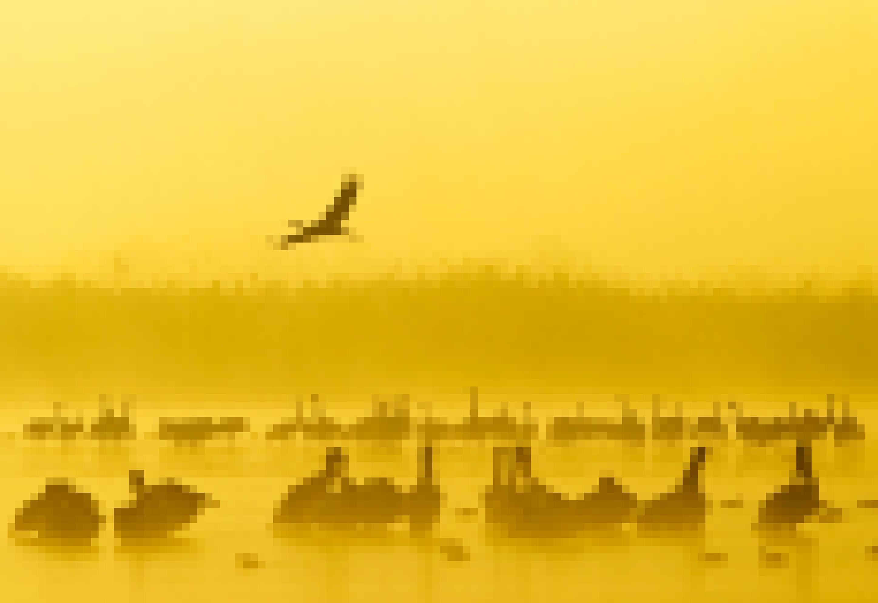 Die Silhouetten von Kranichen und Pelikanen vor dem gelben Sonnenaufgang.