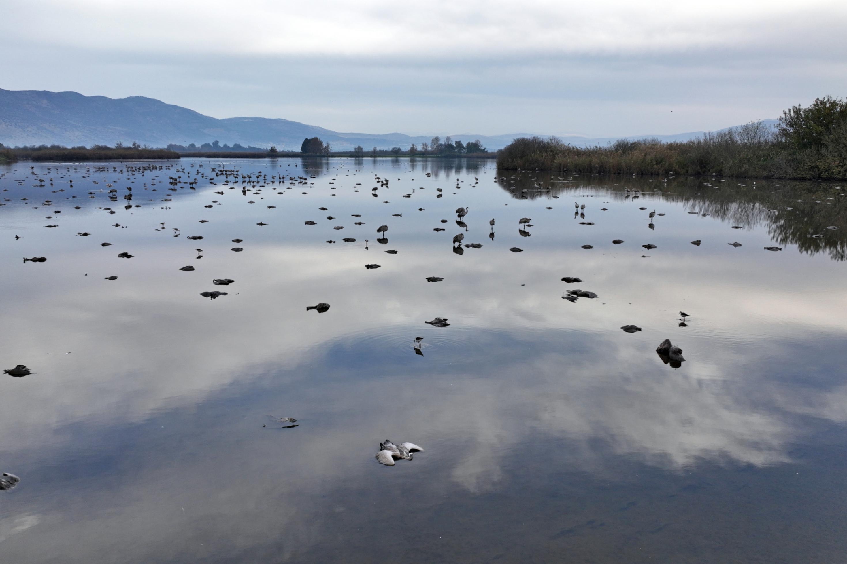 Tote Kraniche liegen im Wasser des Hula-Sees