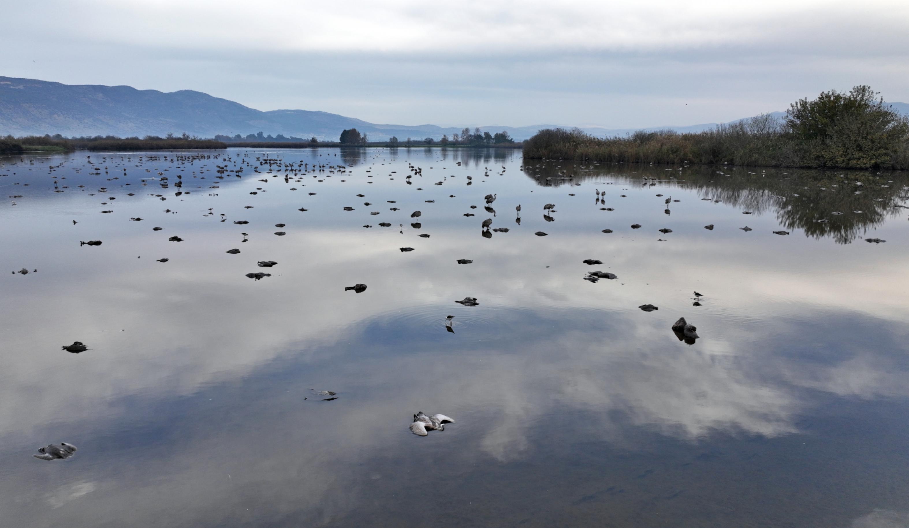 Tote Kraniche liegen im flachen Wasser eines Sees
