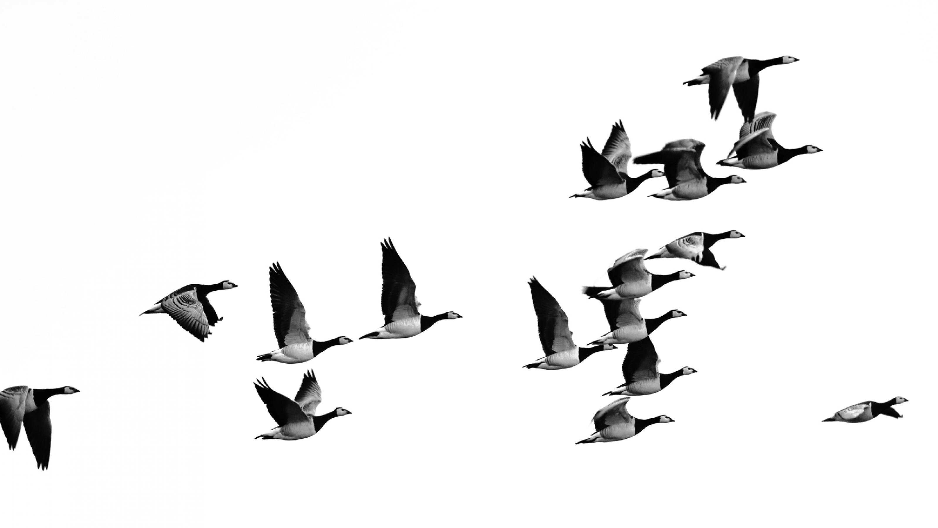 Eine Gruppe Weißwangengänse fliegt von links nach rechts vor weißem Himmel