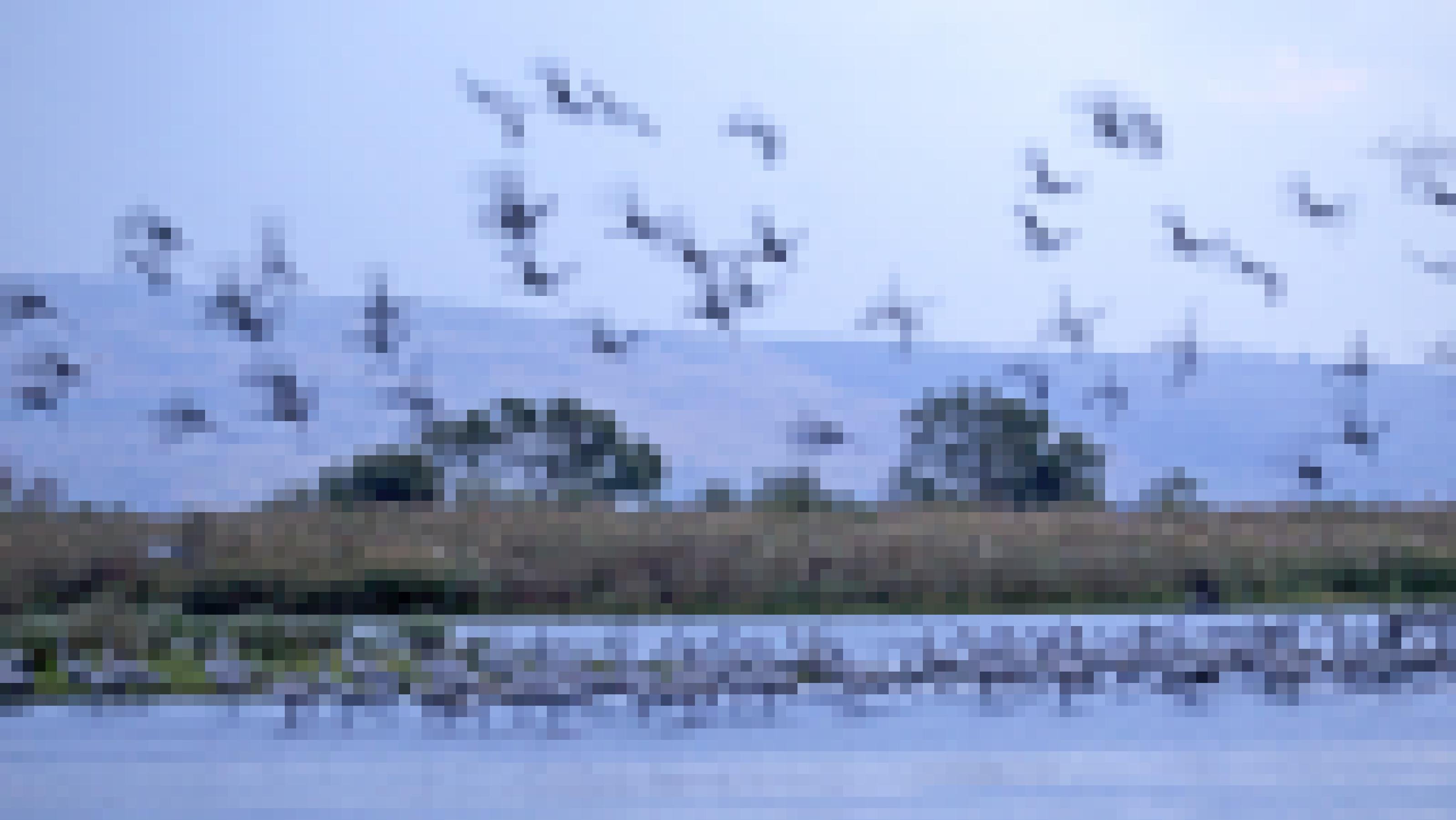 Eine Gruppe Kraniche im flachen Wasser des Hula-Sees