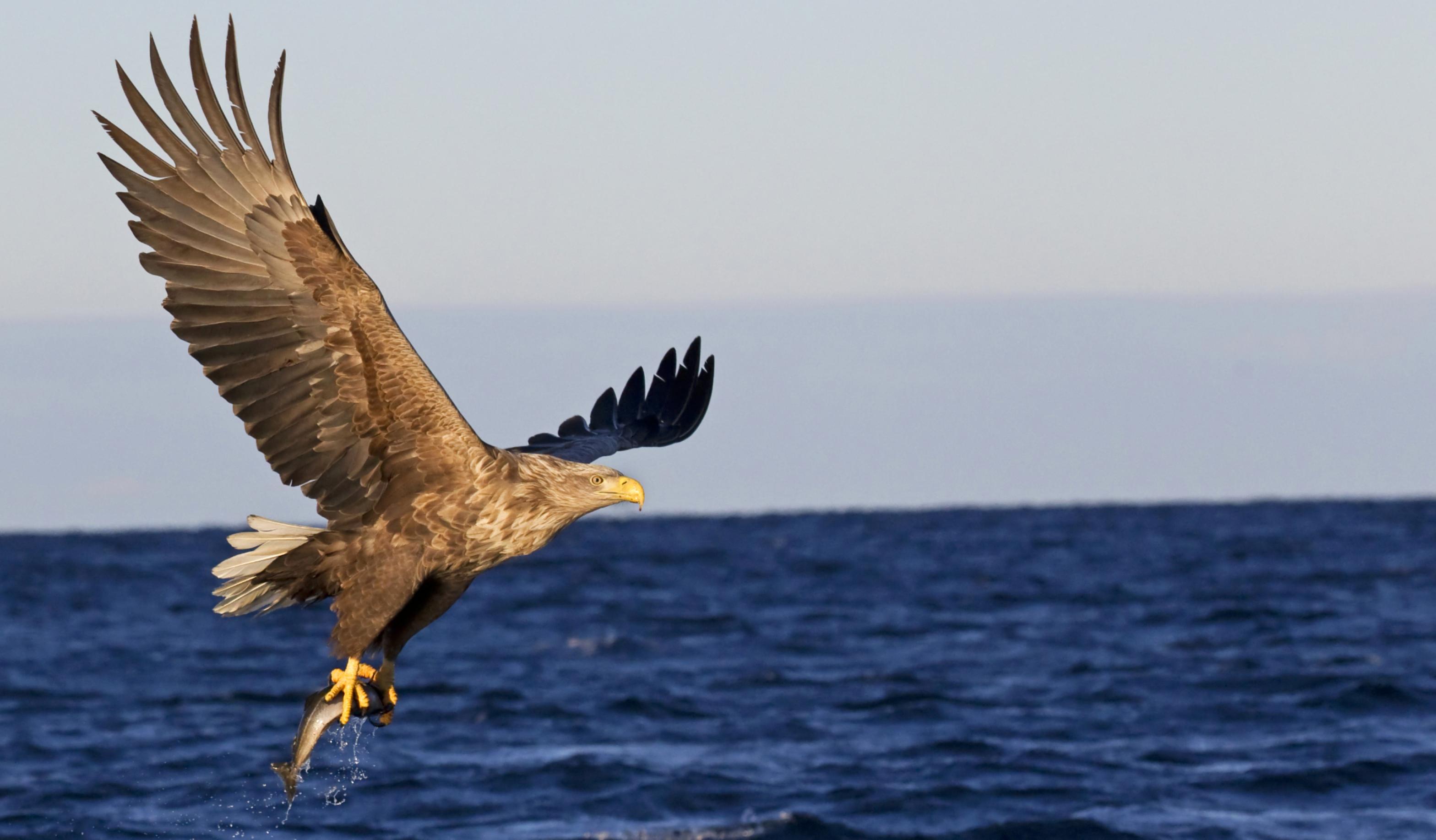 Ein Seeadler mit einem Fisch über der Nordsee