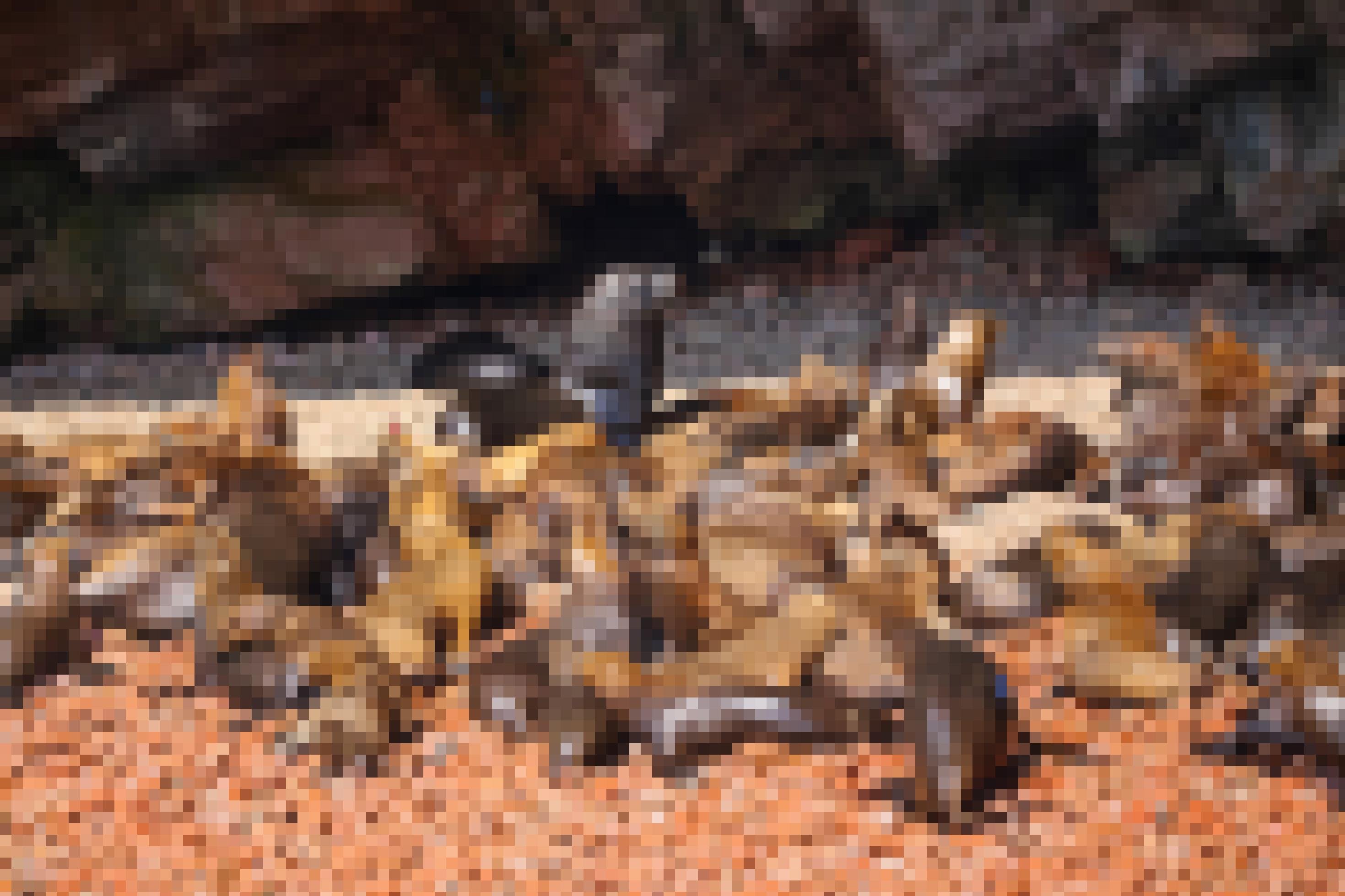 Eine Gruppe Seelöwen liegt auf einem felsigen Strand in der Sonne.