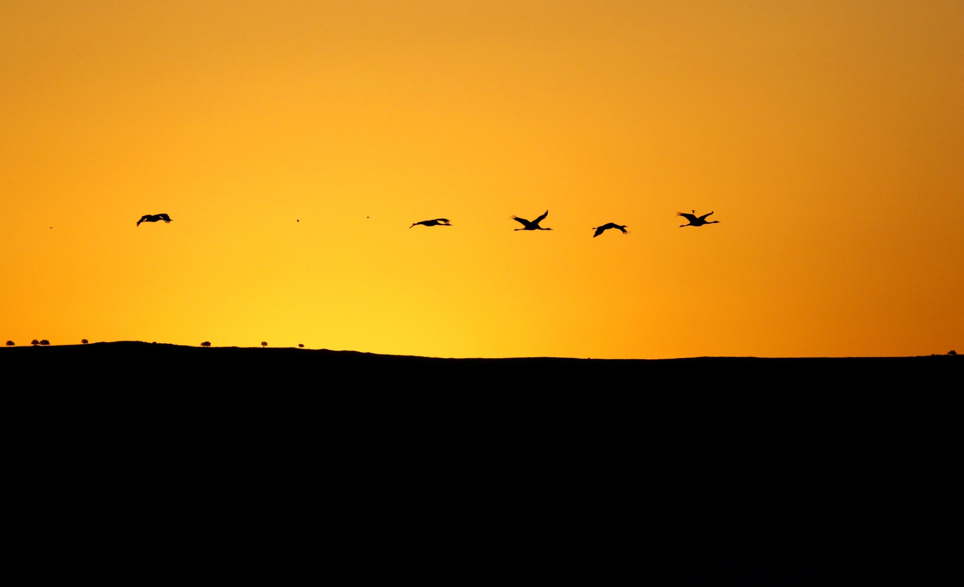 Eine Gruppe aus fünf Kranichen fliegt in der untergehenden Sonne über die Golan-Höhen.