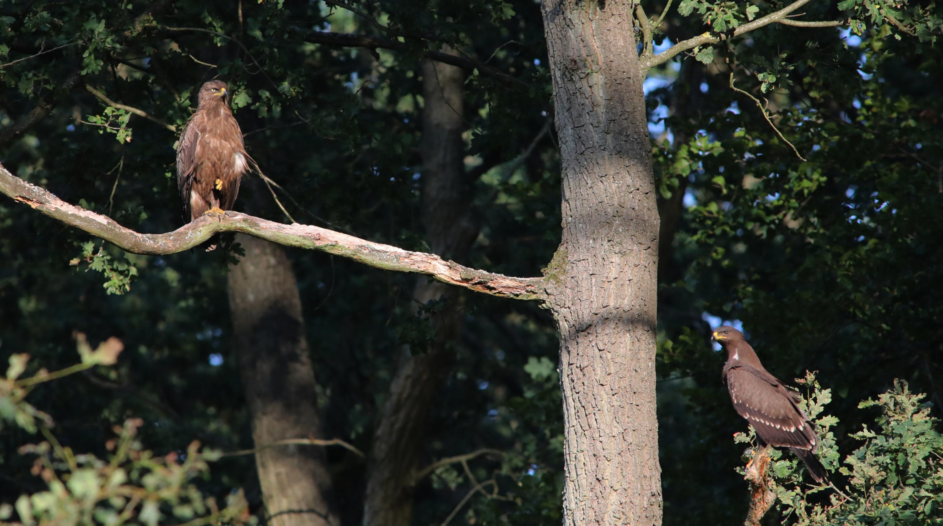Ein adulter Schreiadler und sein flügger Jungvogel sitzen in einer Eiche.