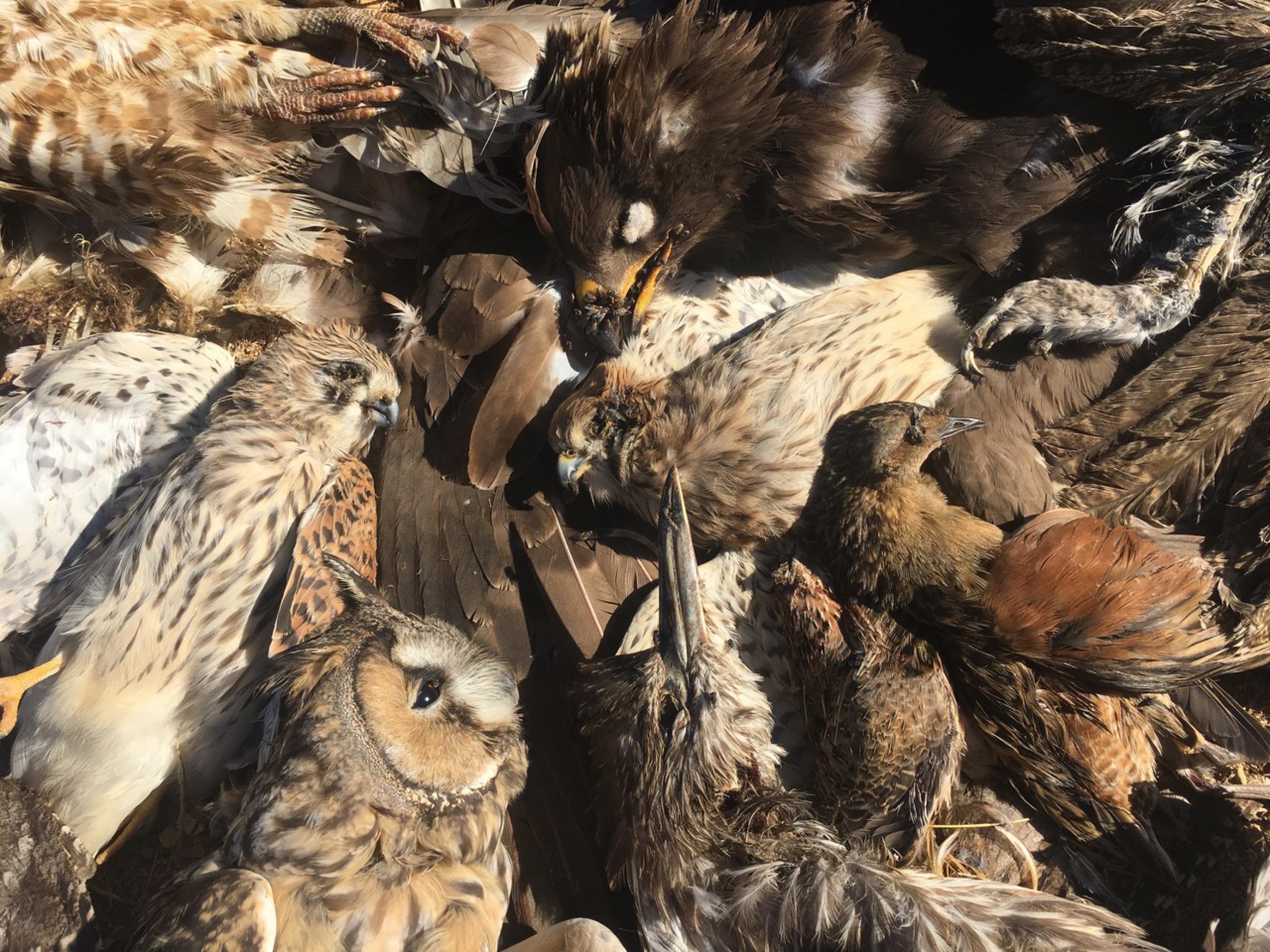 Eine Ansammlung toter Vögel: Auf diesem Bild zu sehen:Schreiadler, verschiedene Eulenarten, Rötelfalken, Ziegenmelker, Wachtelkönige