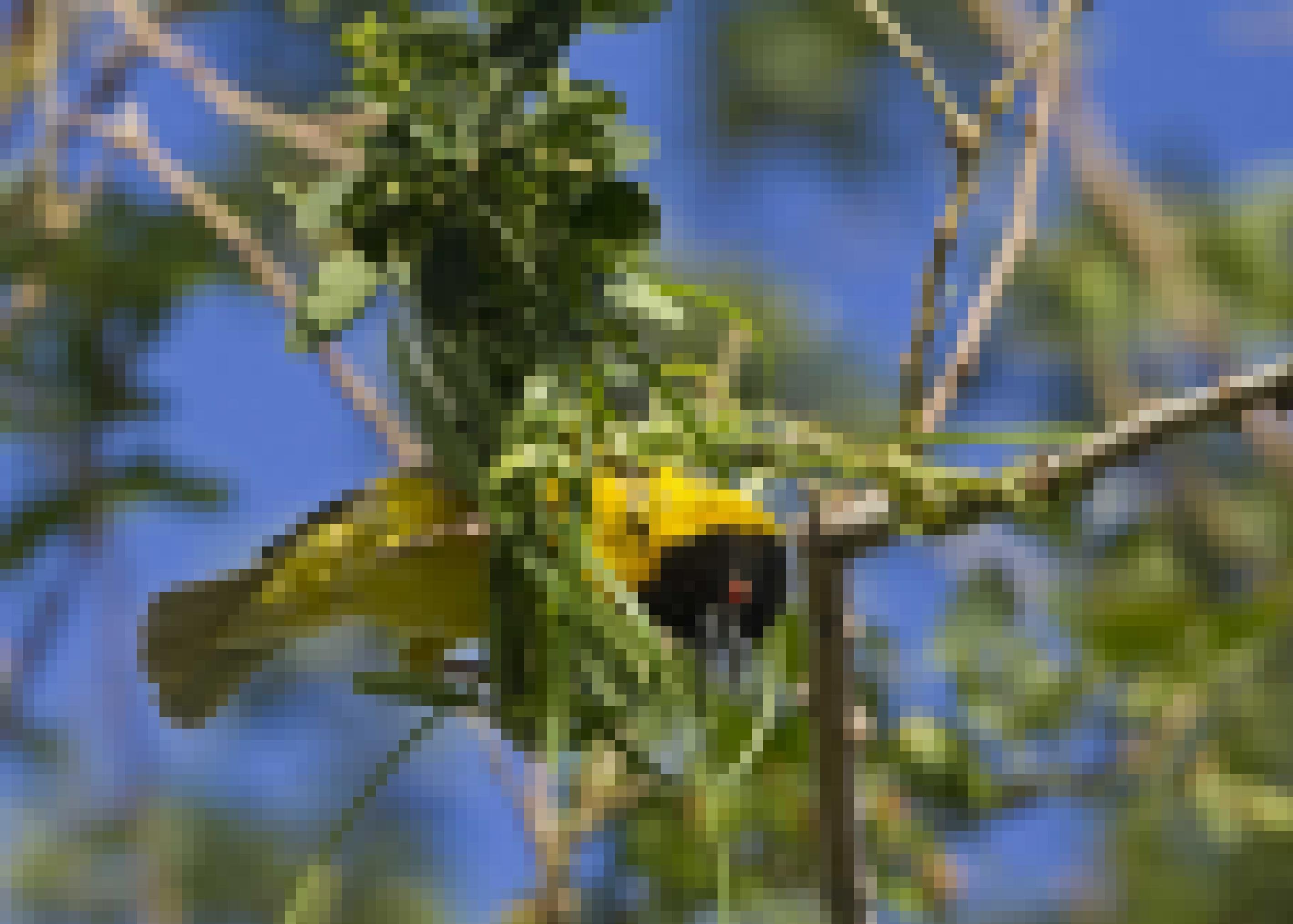 Ein gelb-schwarzer Vogel flechtet Grashalme an einen Ast