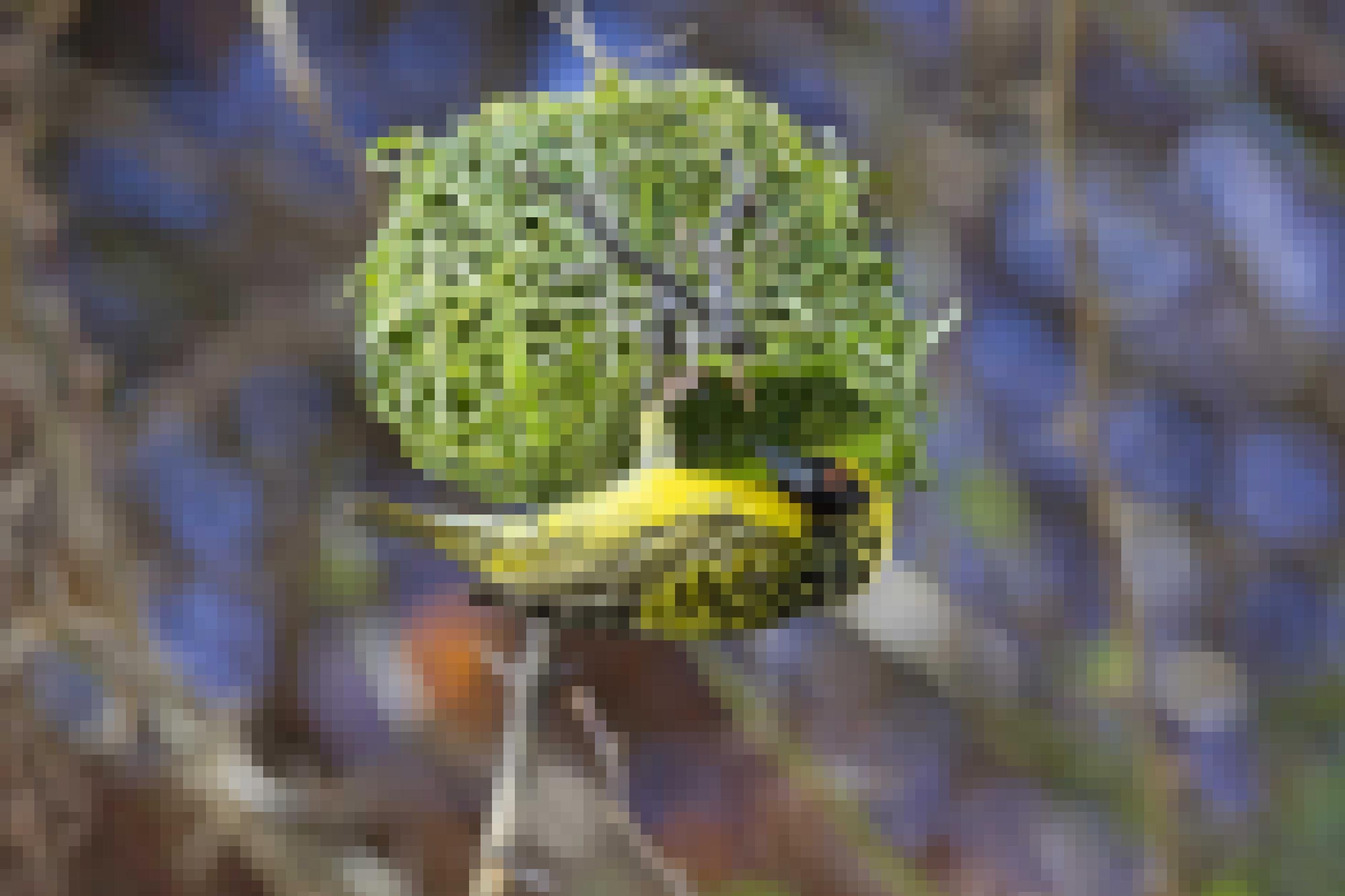 Der gelb-schwarze Vogel hat aus Gras ein Nest geschaffen, das von der Form her einem Schneckenhaus gleicht.