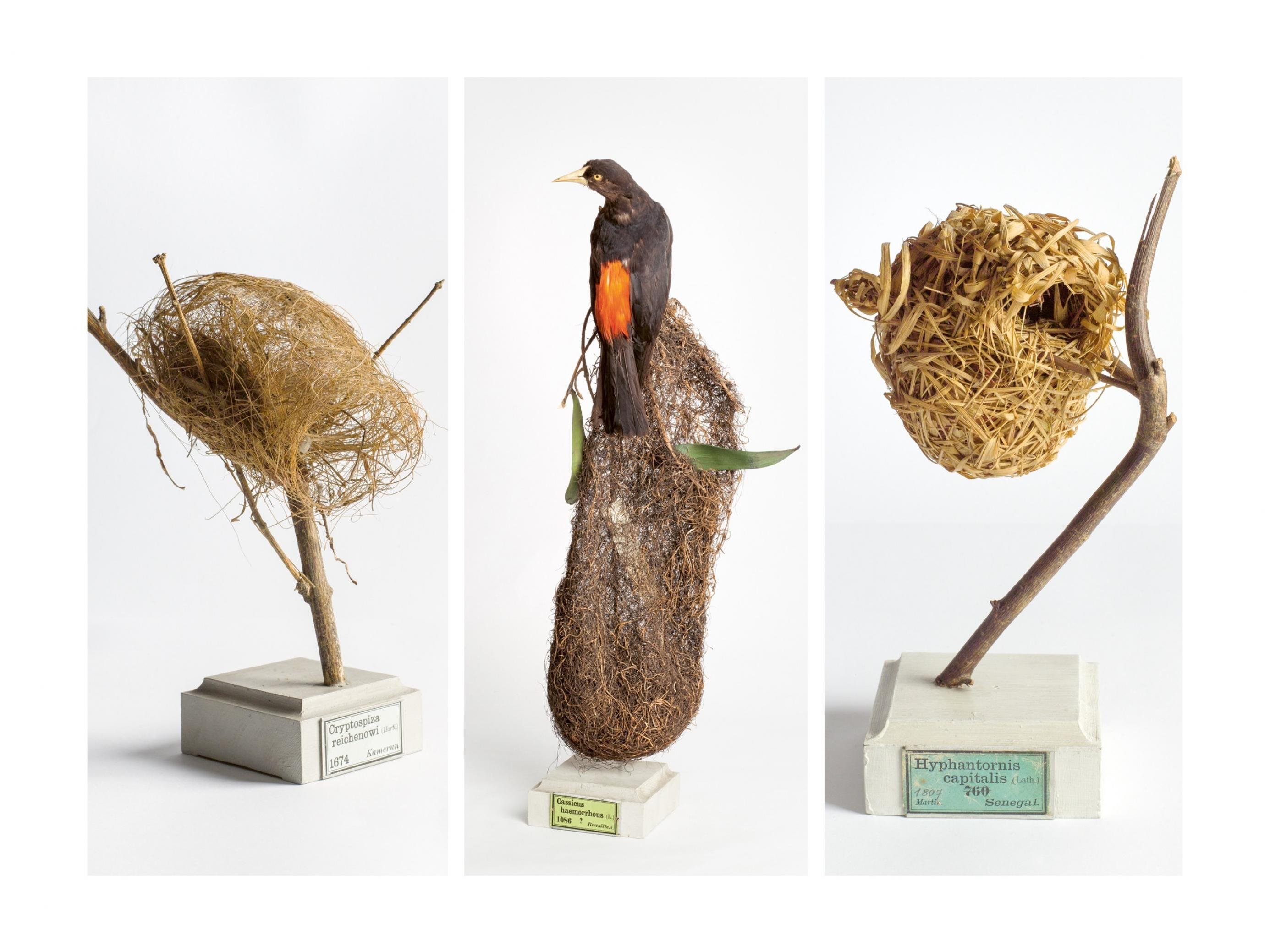 Drei Vogelnester, die für die Ausstellung im Museum präpariert worden sind, isoliert vor weißem Hintergrund. Die Nester sind kunstvoll geflochten.
