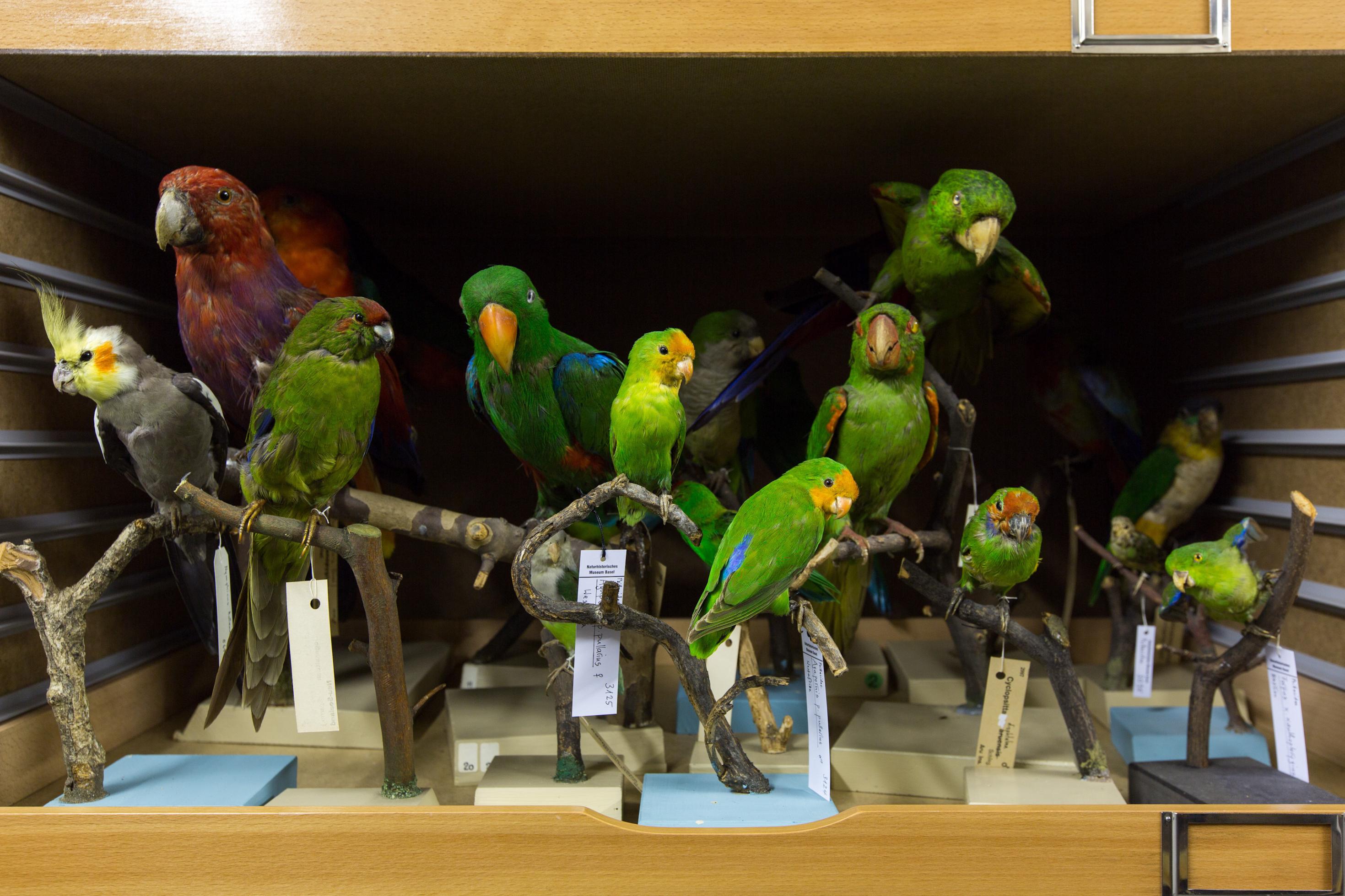 Verschiedene Papageien aus der Sammlung des Naturhistorischen Museums Basel.