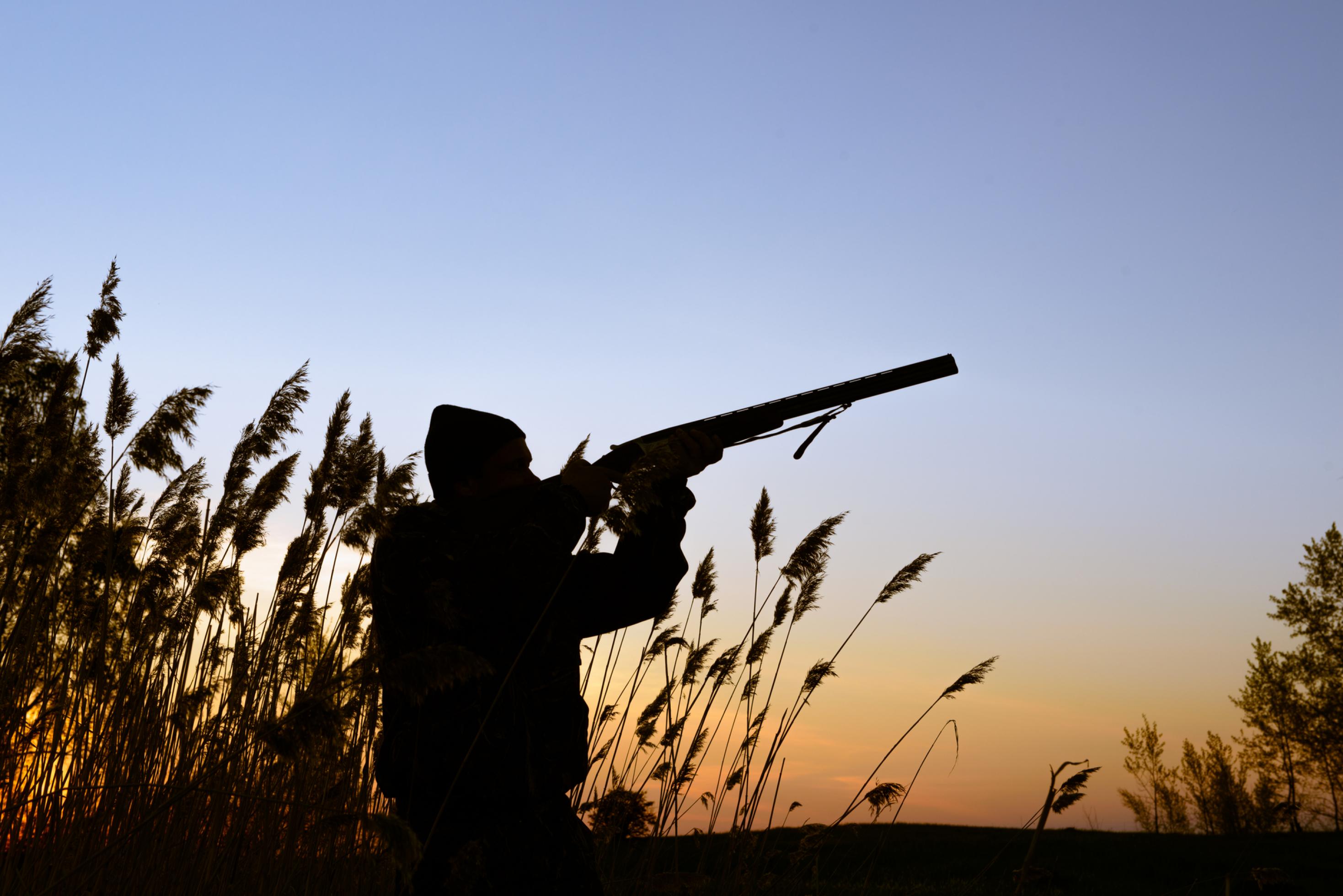 Das Bild zeigt einen Jäger im Schilf im Abendlicht, der mit einem Schrotgewehr in Richtung Himmel zielt.