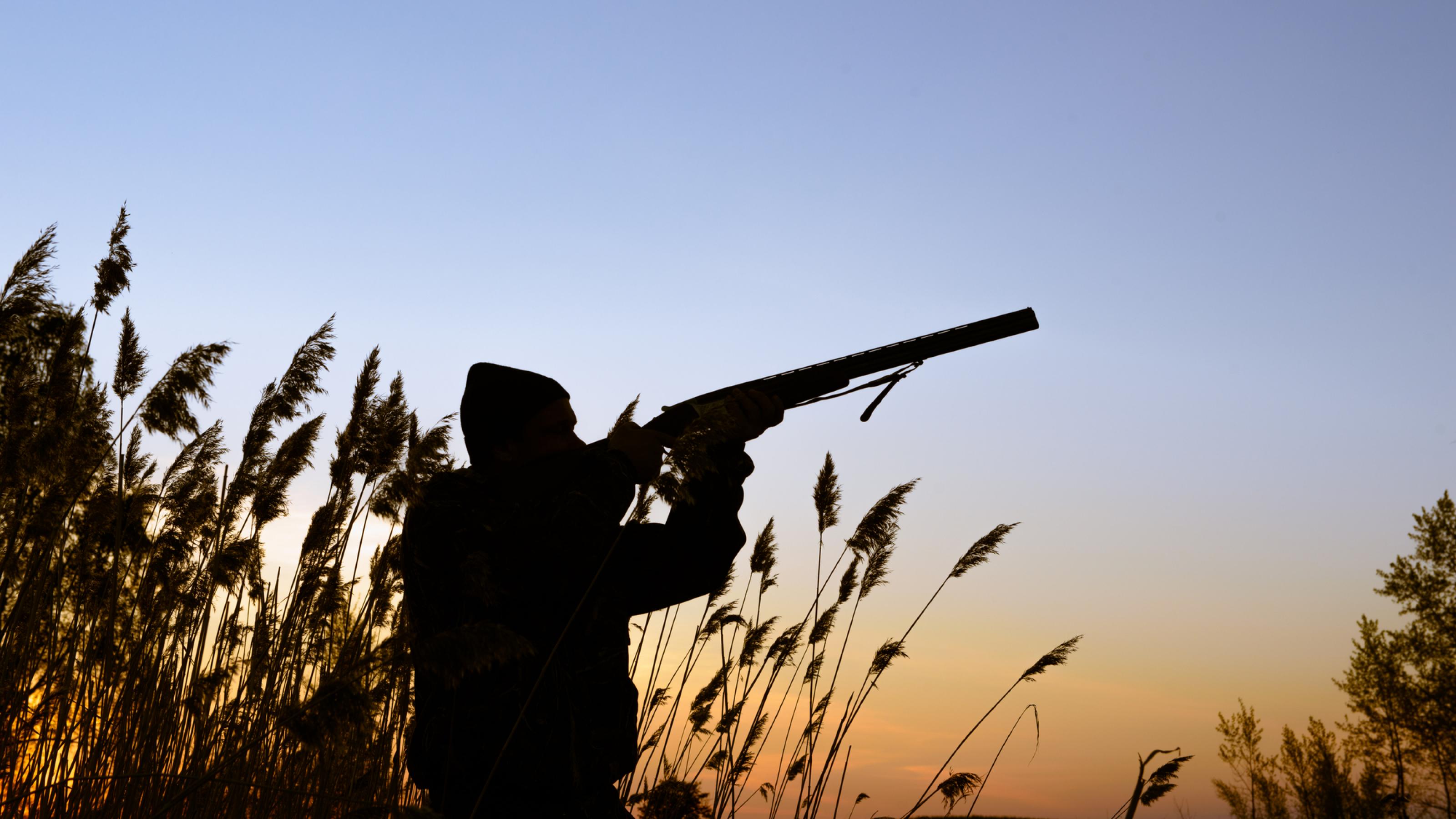 Das Bild zeigt einen Jäger im Schilf im Abendlicht, der mit einem Schrotgewehr in Richtung Himmel zielt.