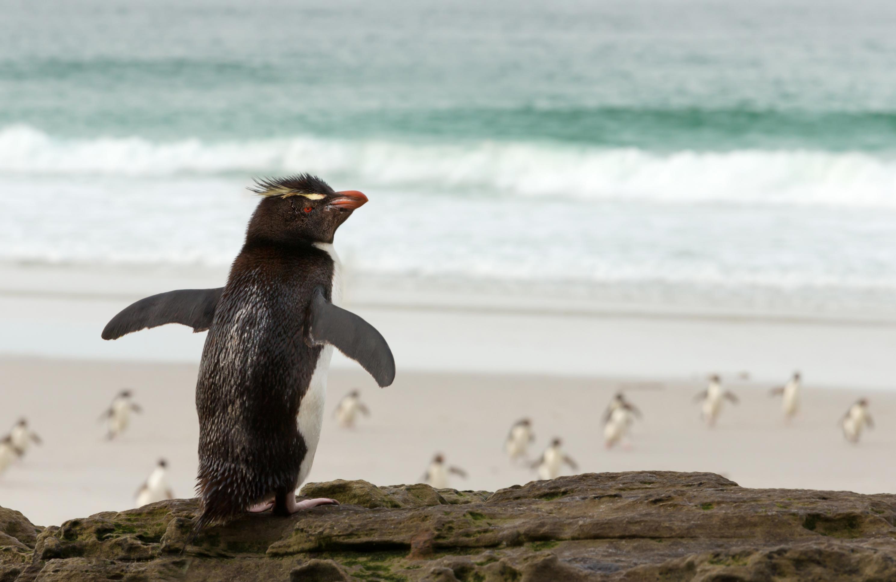 Pinguin auf Felsen, im Hintergrund laufen Artgenossen ins Meer.