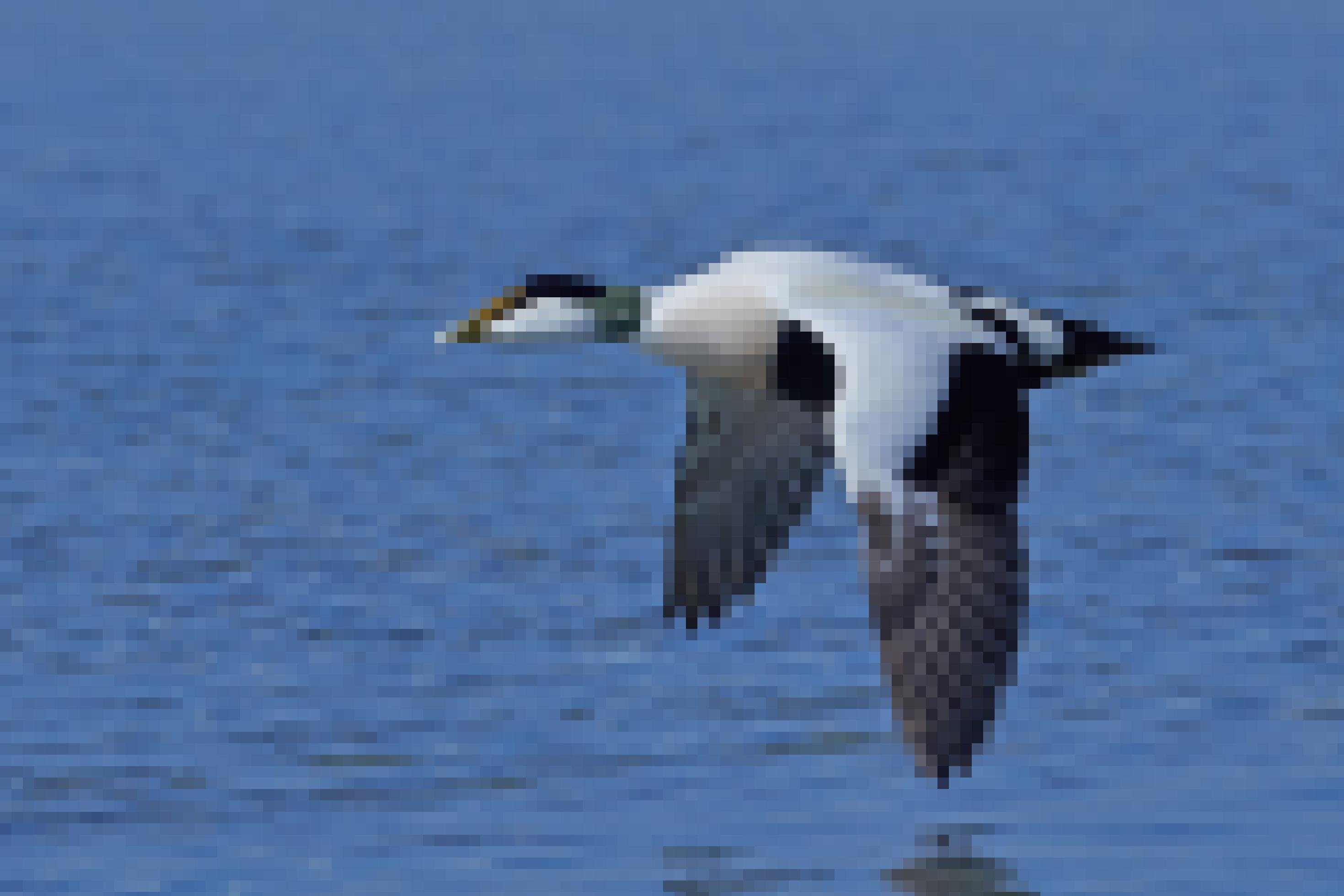 Eiderente im Flug, ein überwiegend weißer Vogel mit einer gründlichen Kopfpartie.