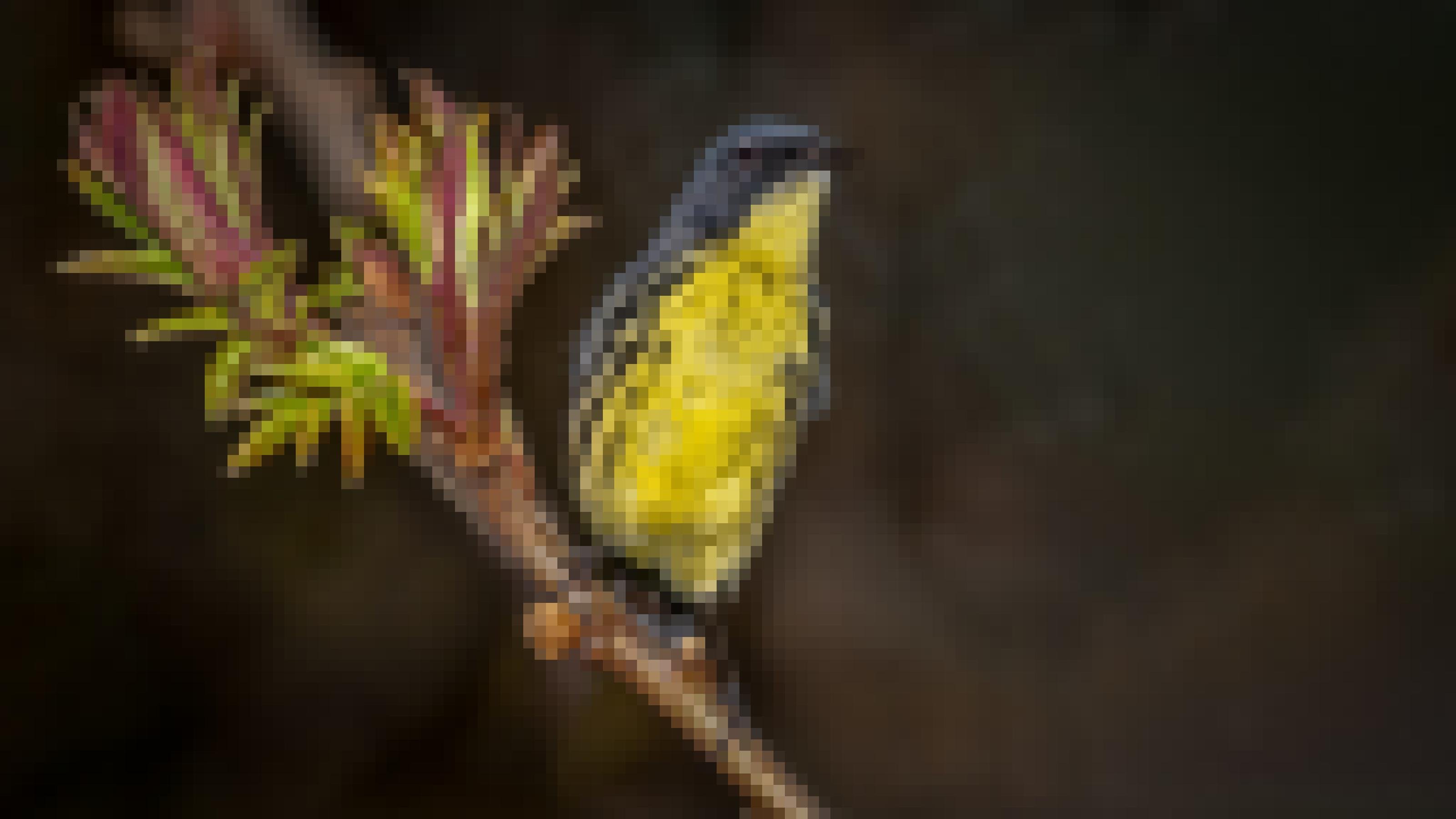 Der gelb-graue Vogel sitzt auf einem Ast.