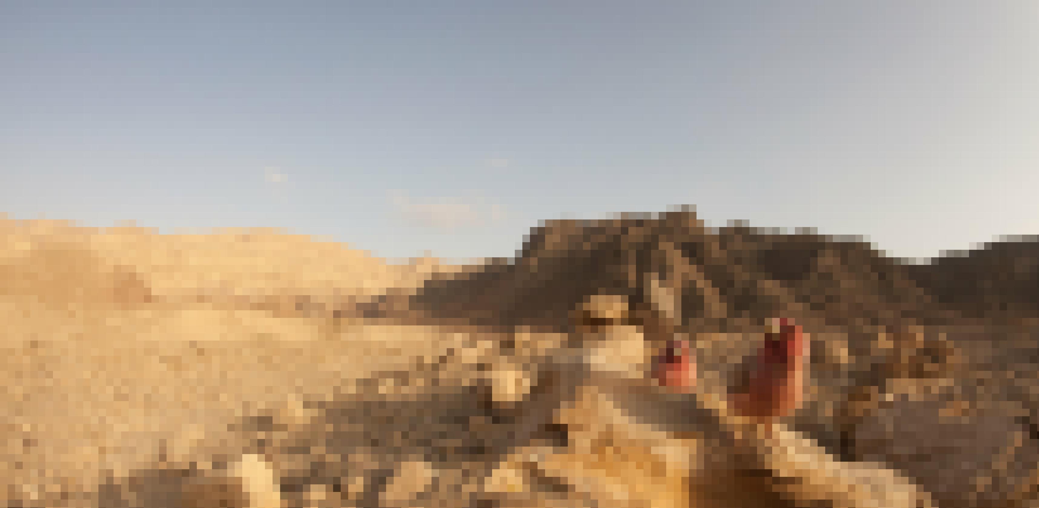 Zwei männliche Einödgimpel sind ein roter Farbtupfer in der Steinwüste.