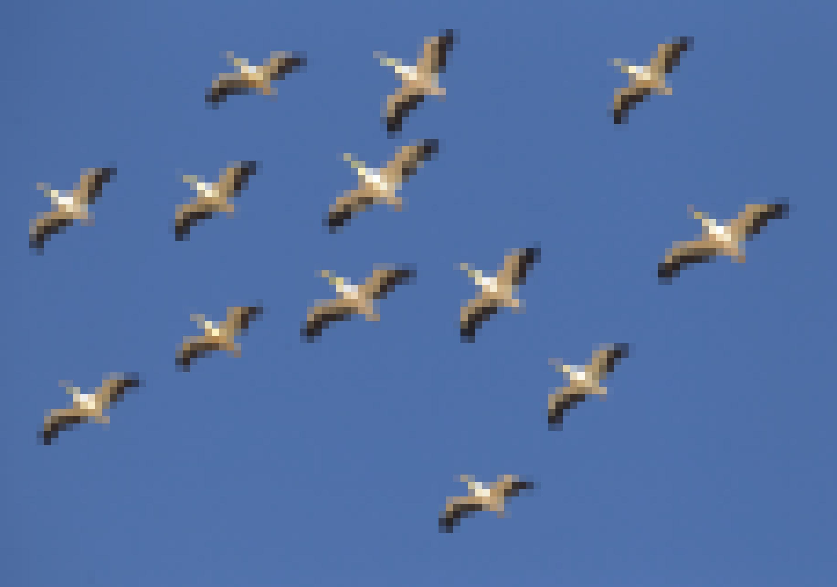 Eine Gruppe ziehender Pelikane